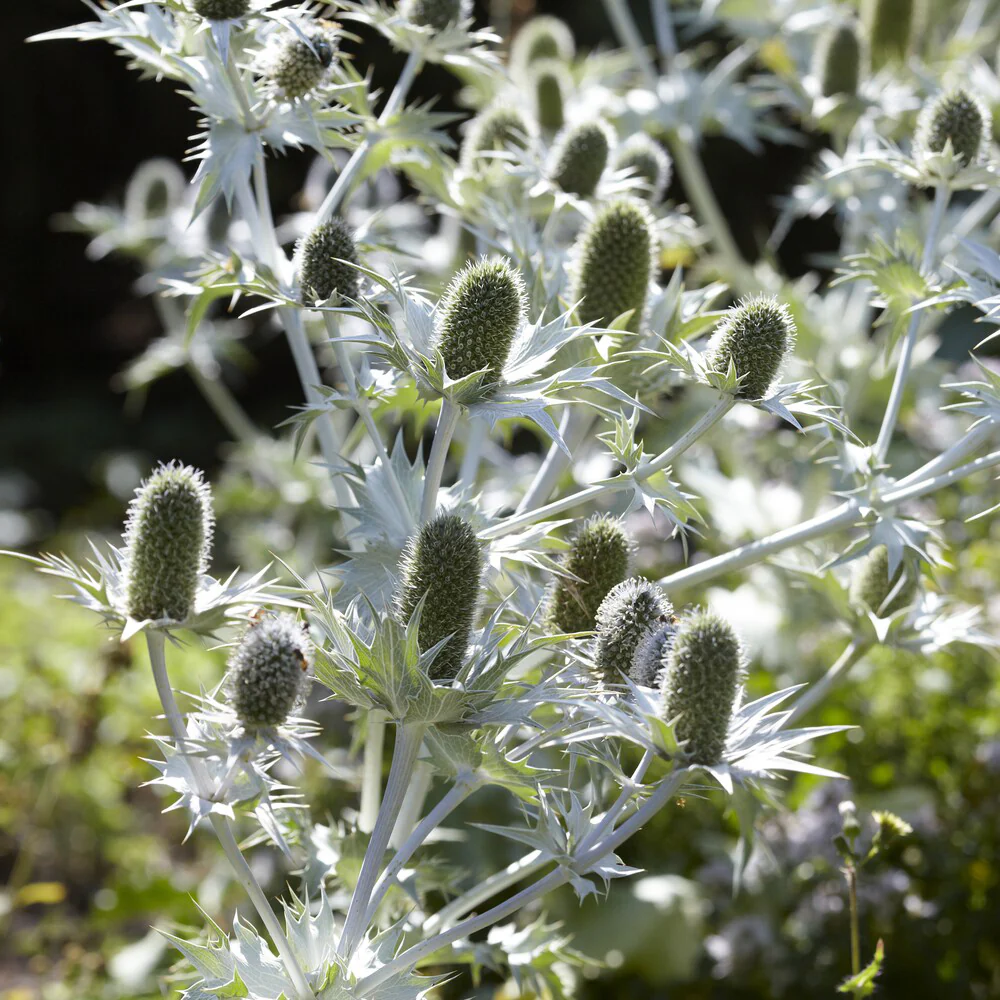 Kruisdistel - Image 2