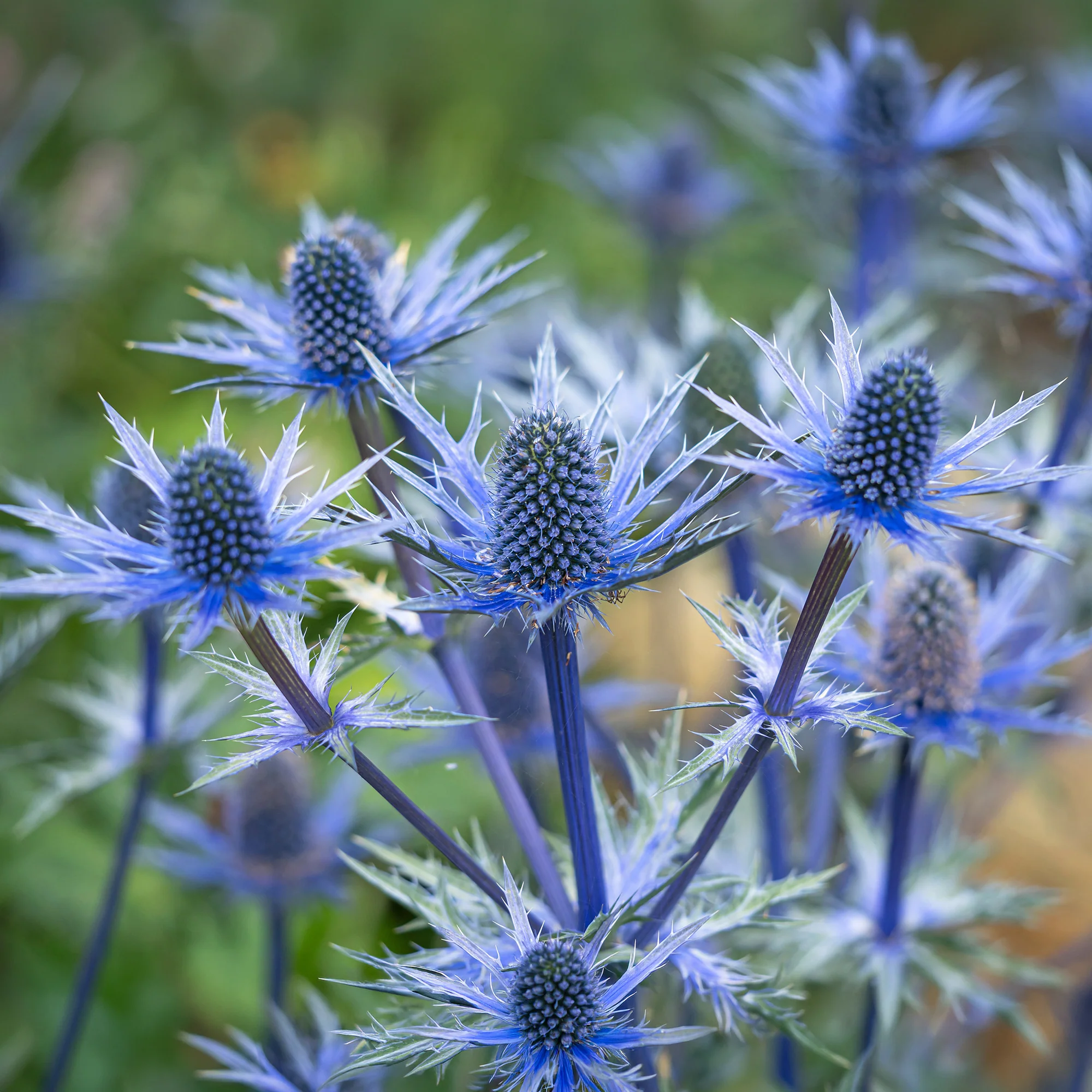 Kruisdistel 'Big Blue'