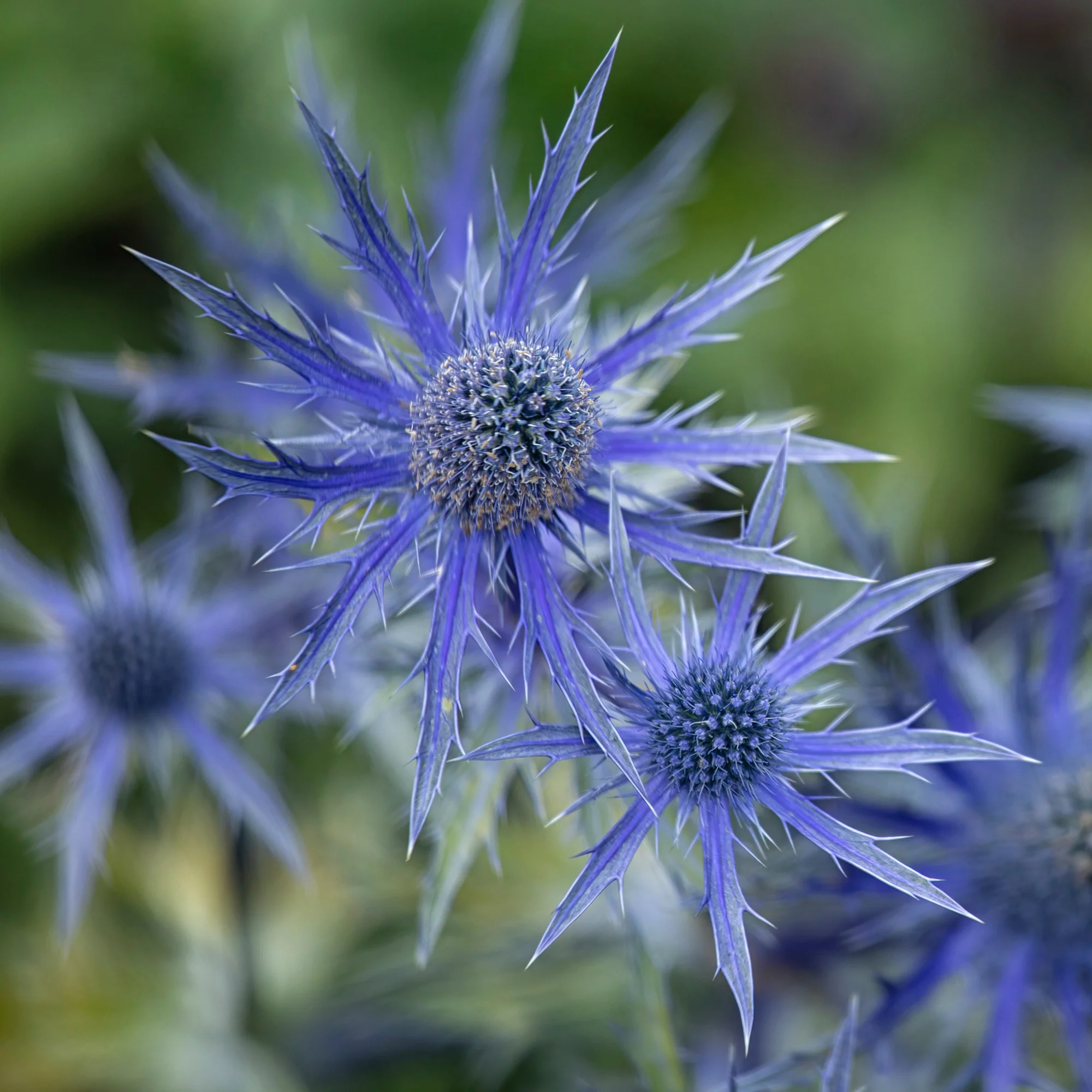 Kruisdistel 'Big Blue' - Image 2