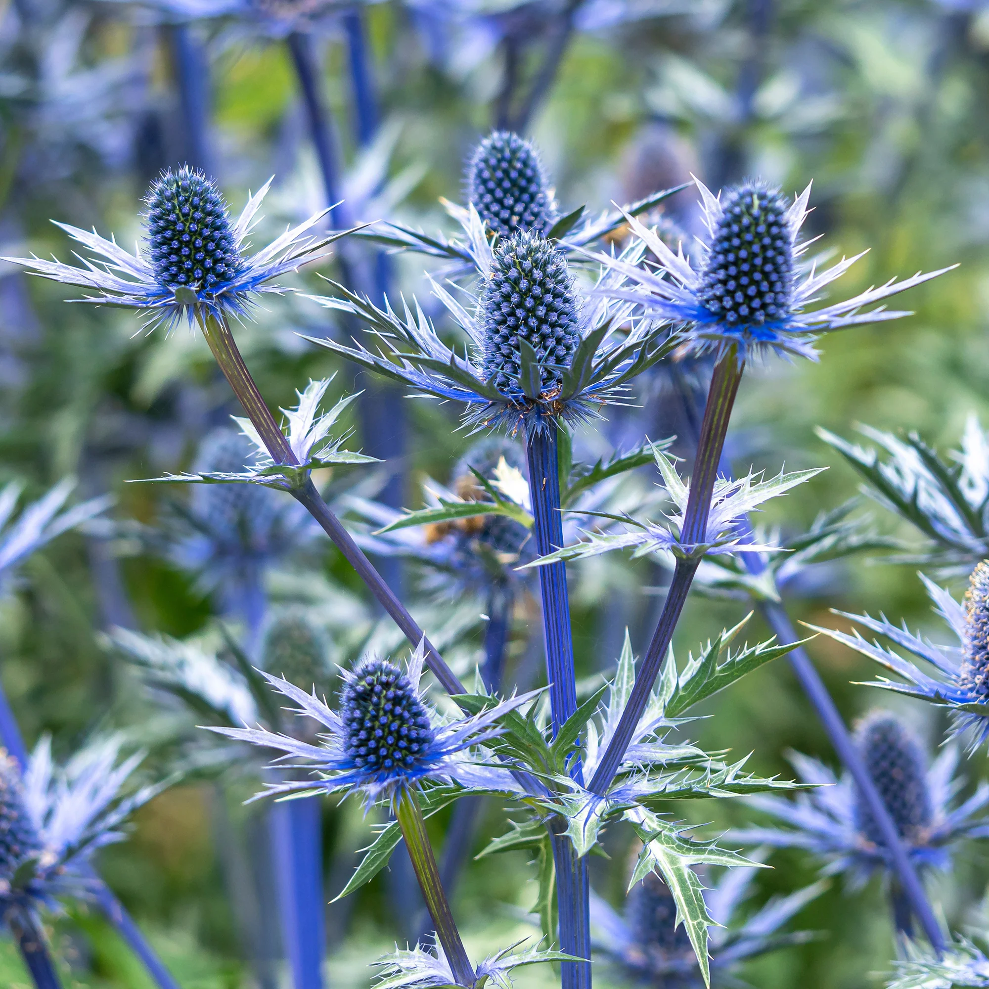 Kruisdistel 'Big Blue' - Image 3