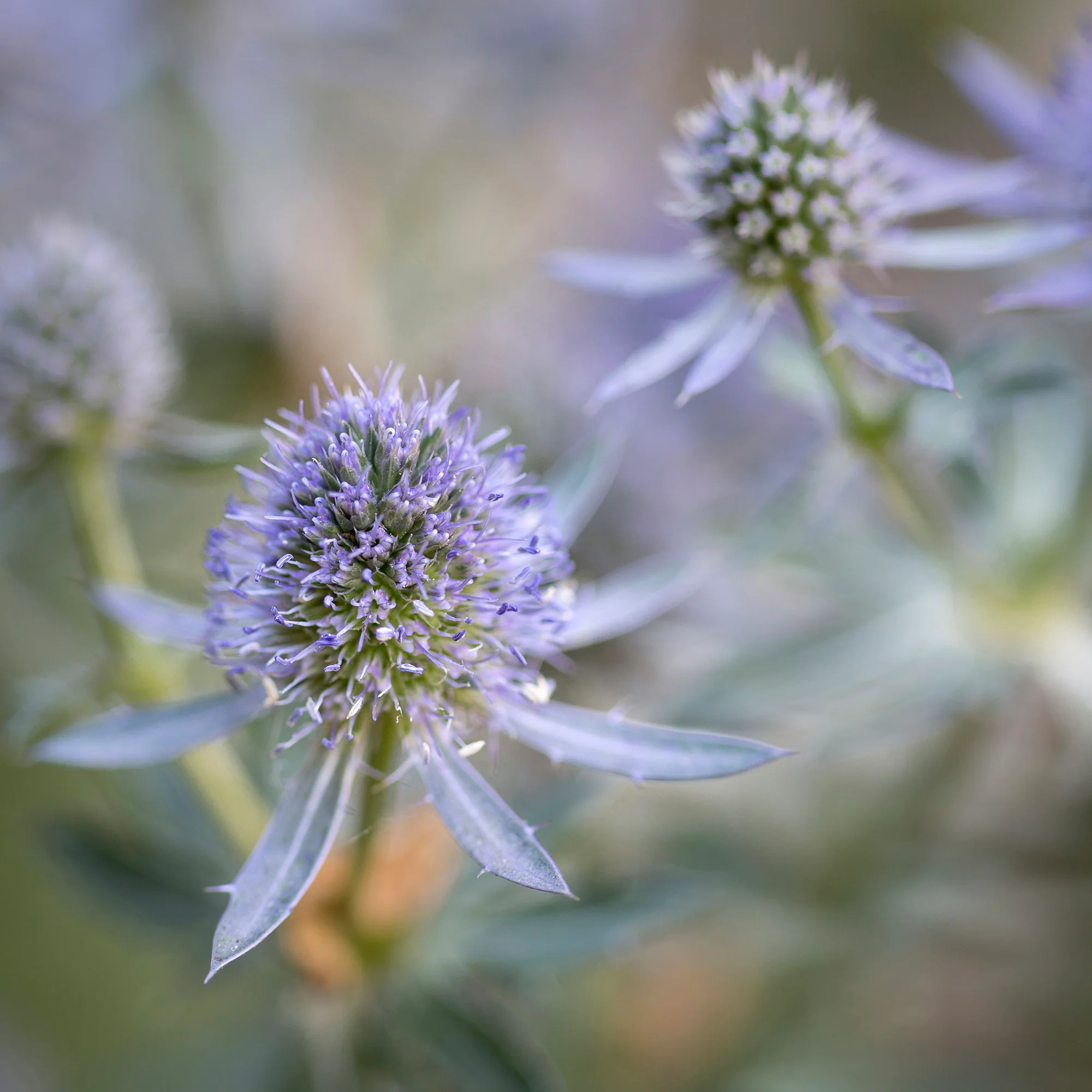 Kruisdistel Blauer Zwerg - Image 2