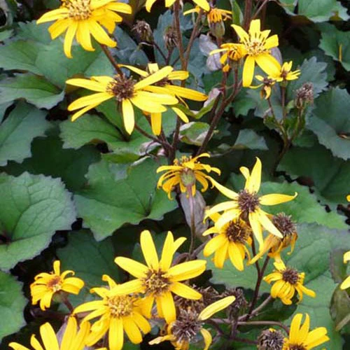 Kruiskruid 'Desdemona'