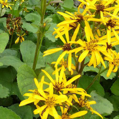 Kruiskruid Gregynog Gold