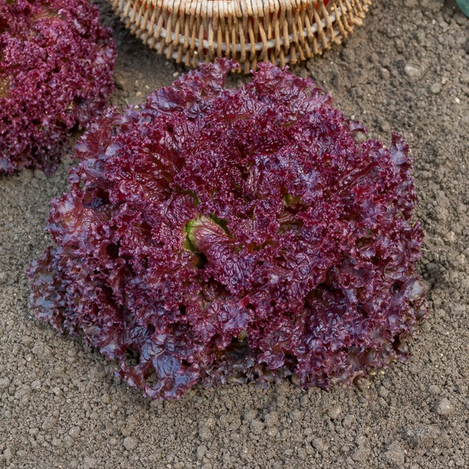 Krulsla 'Lollo Rosso' - Image 2