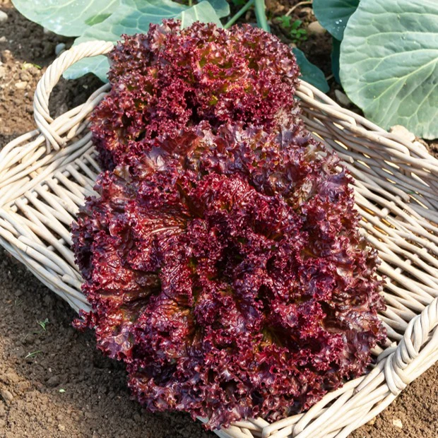 Krulsla 'Lollo Rosso' - Image 3