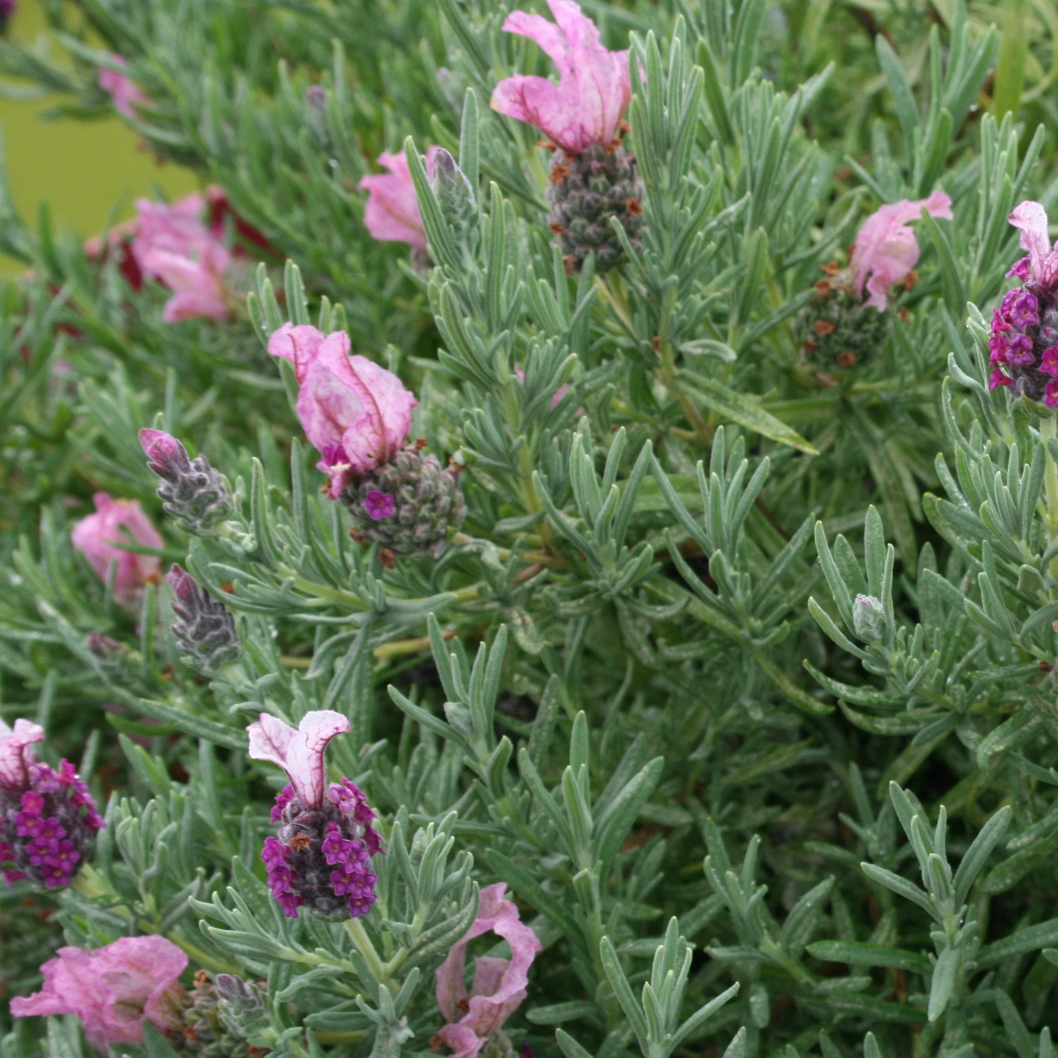 Kuiflavendel 'Magical ® Posy Pink' - Image 2