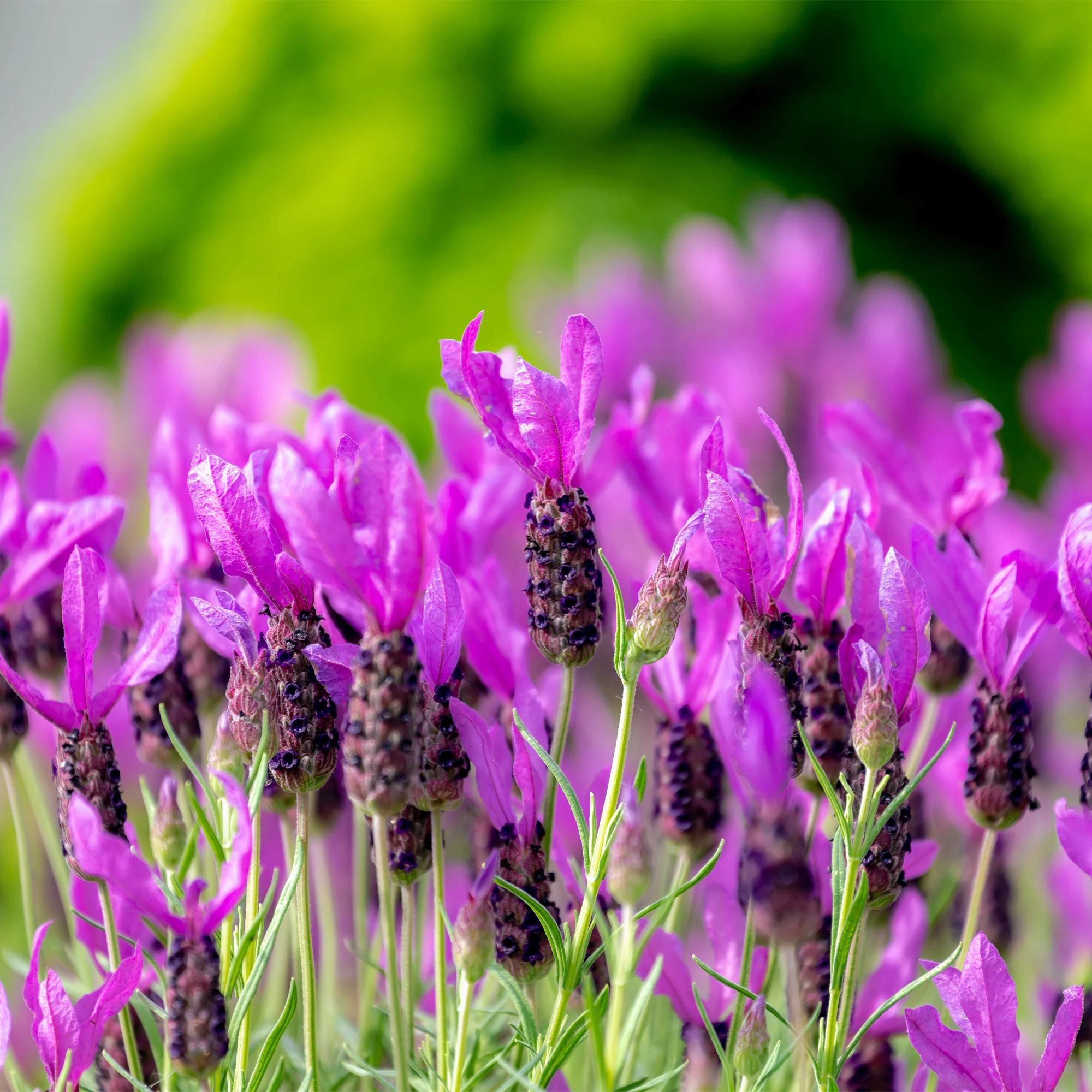 Kuiflavendel 'The Princess ® Lavender'