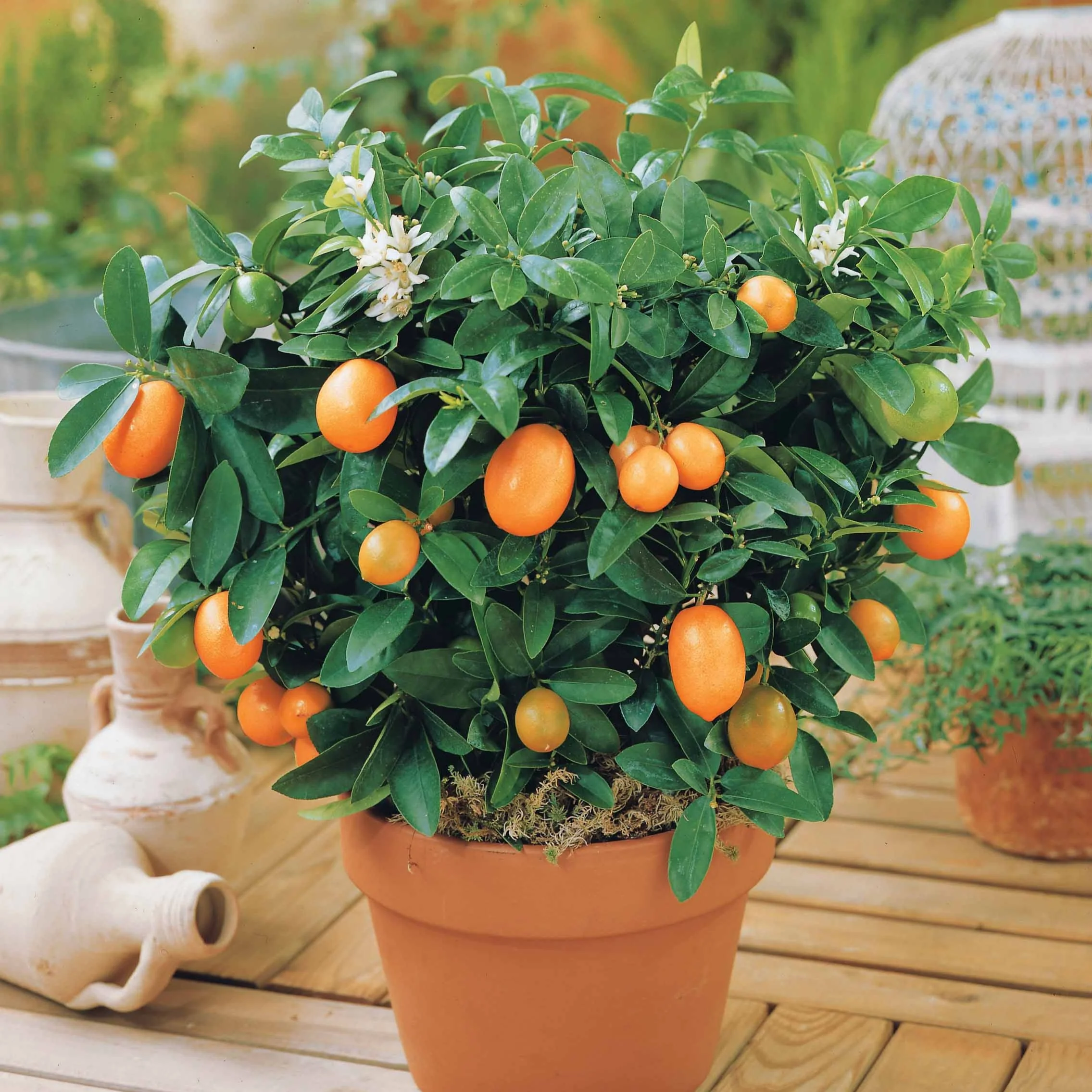 Kumquat - Image 2