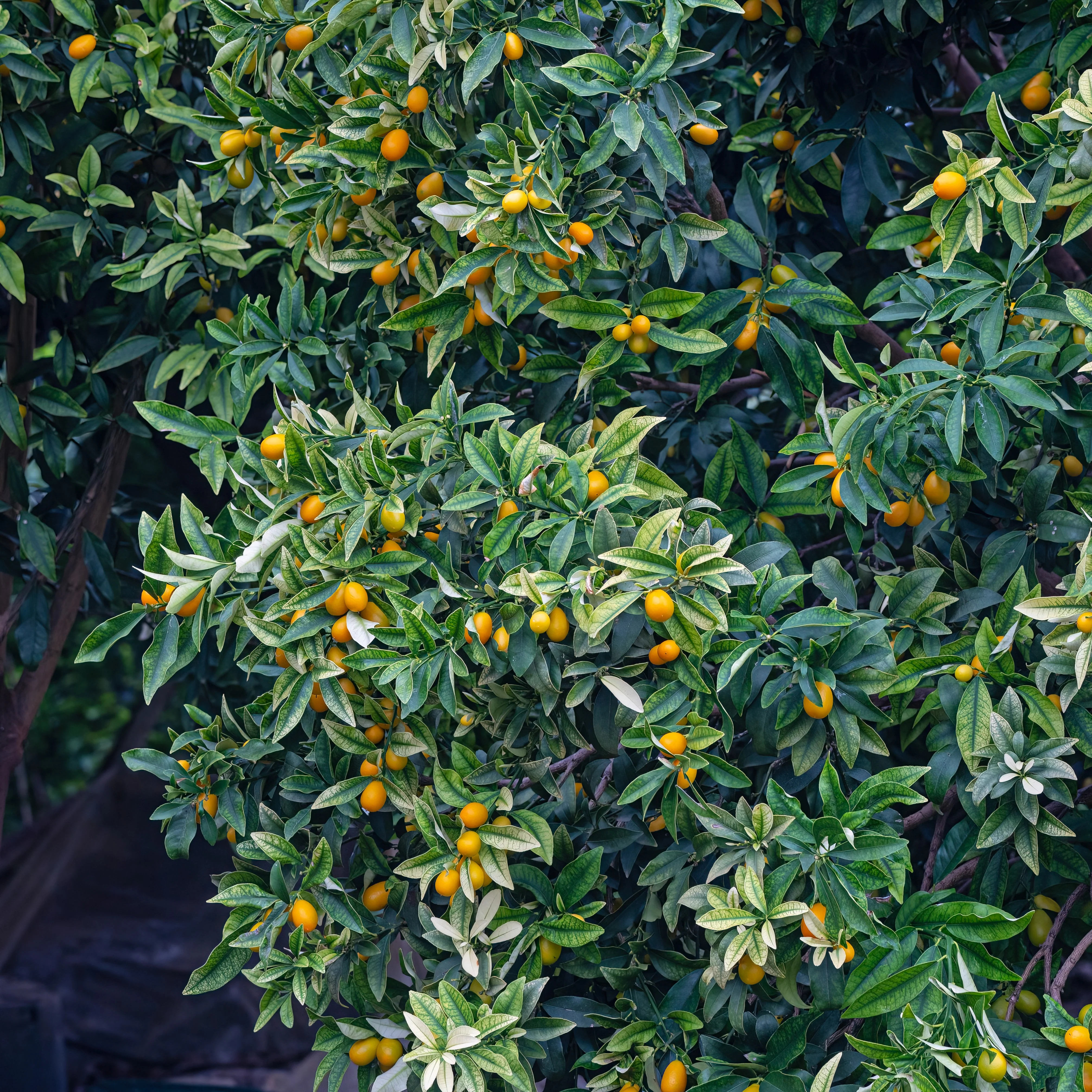 Kumquat - Image 3