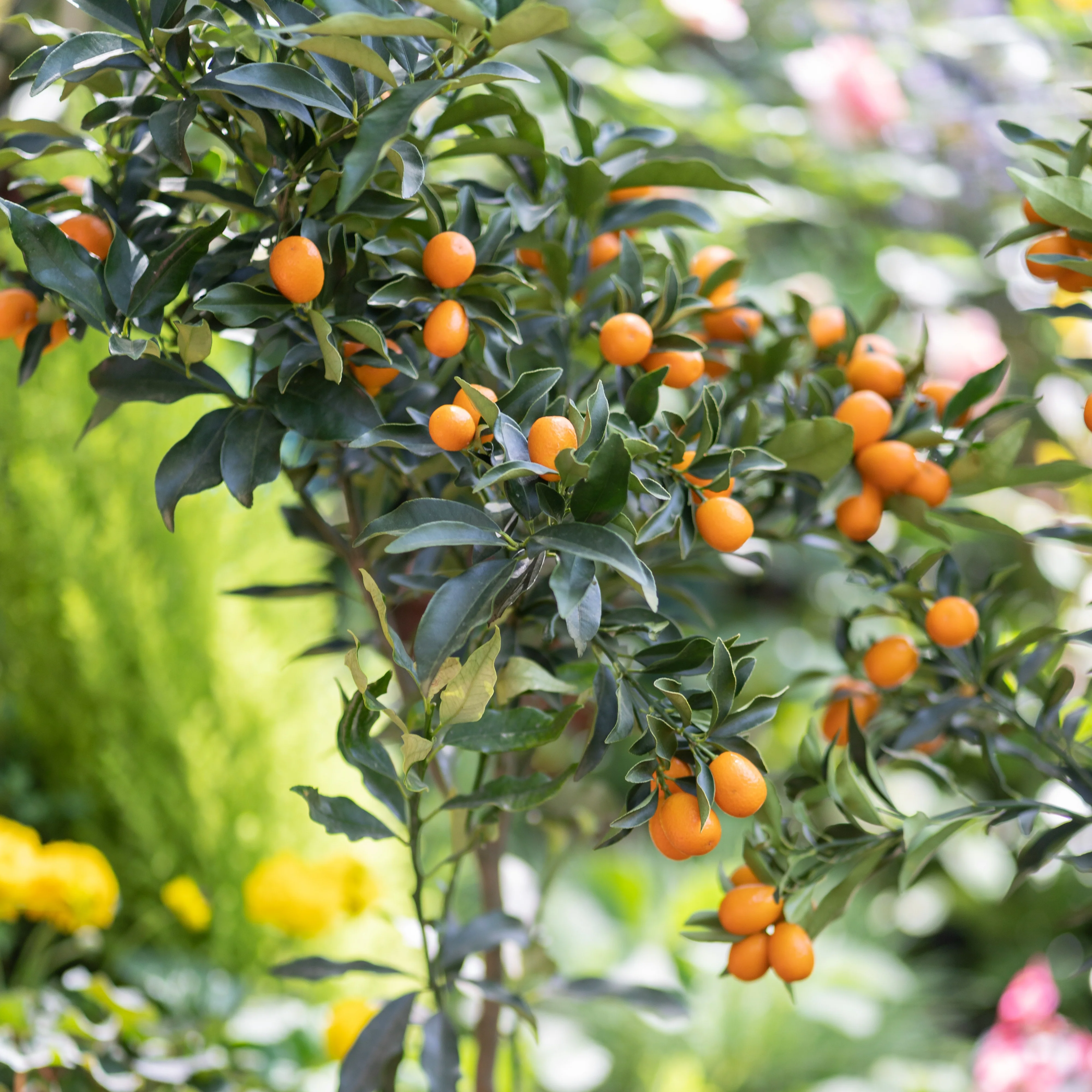 Kumquat - Image 4