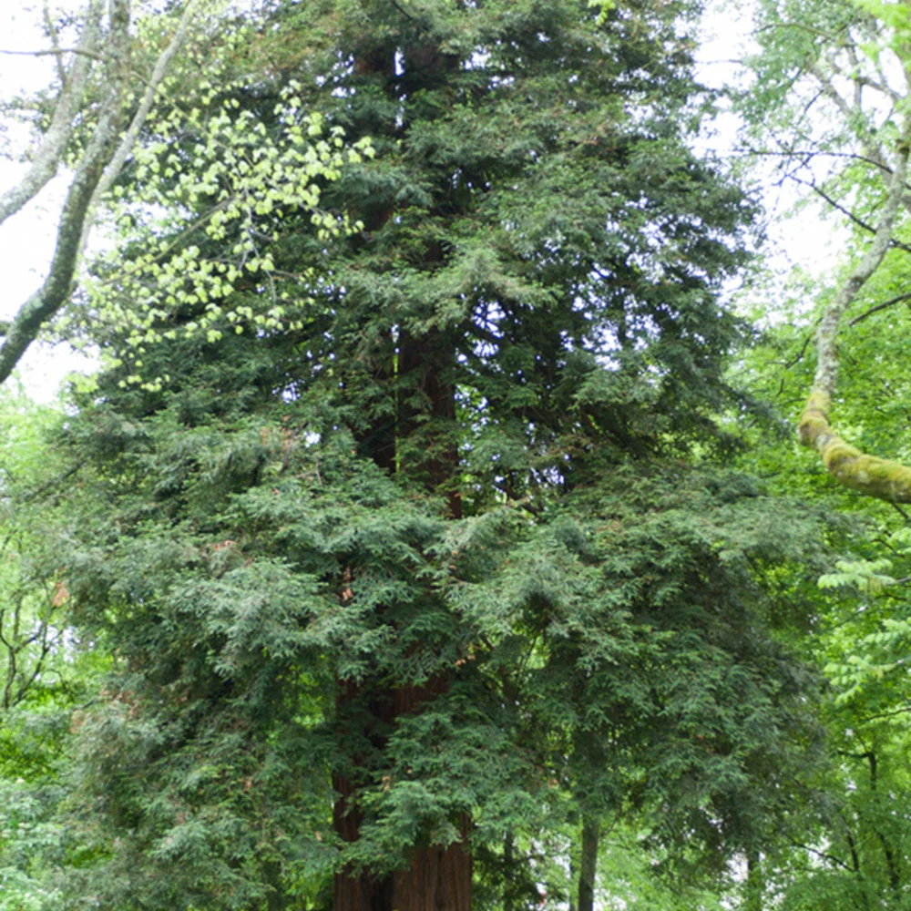 Kust Mammoetboom - Image 3