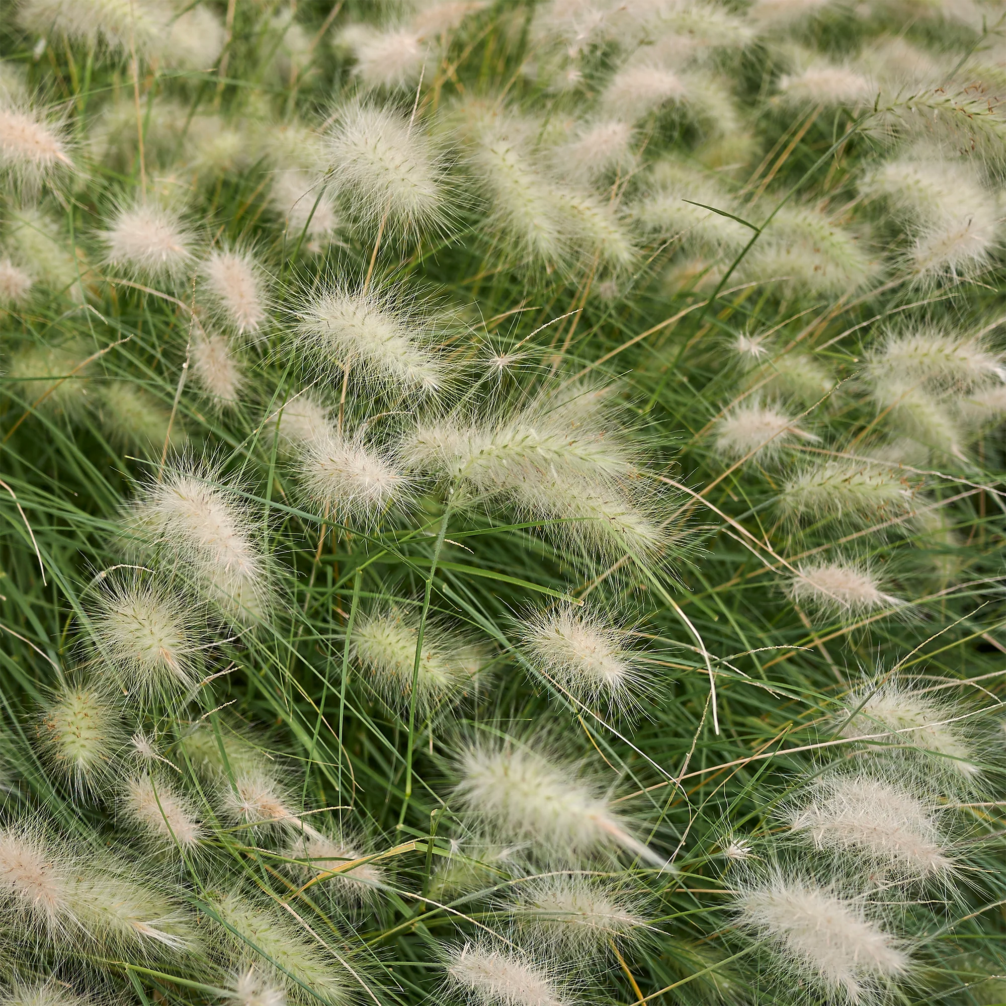 Lampenpoetsersgras - Image 2