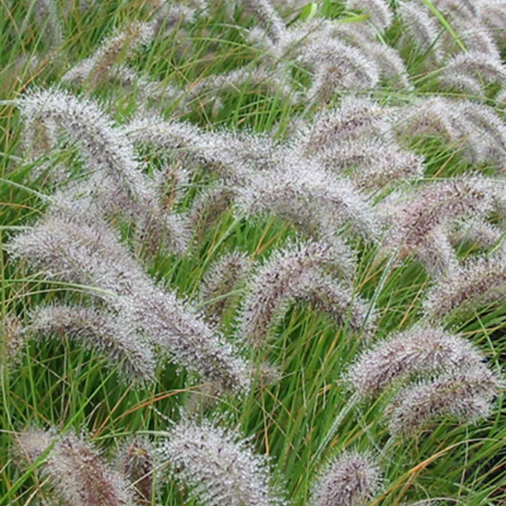 Lampenpoetsersgras 'Compressum' - Image 2