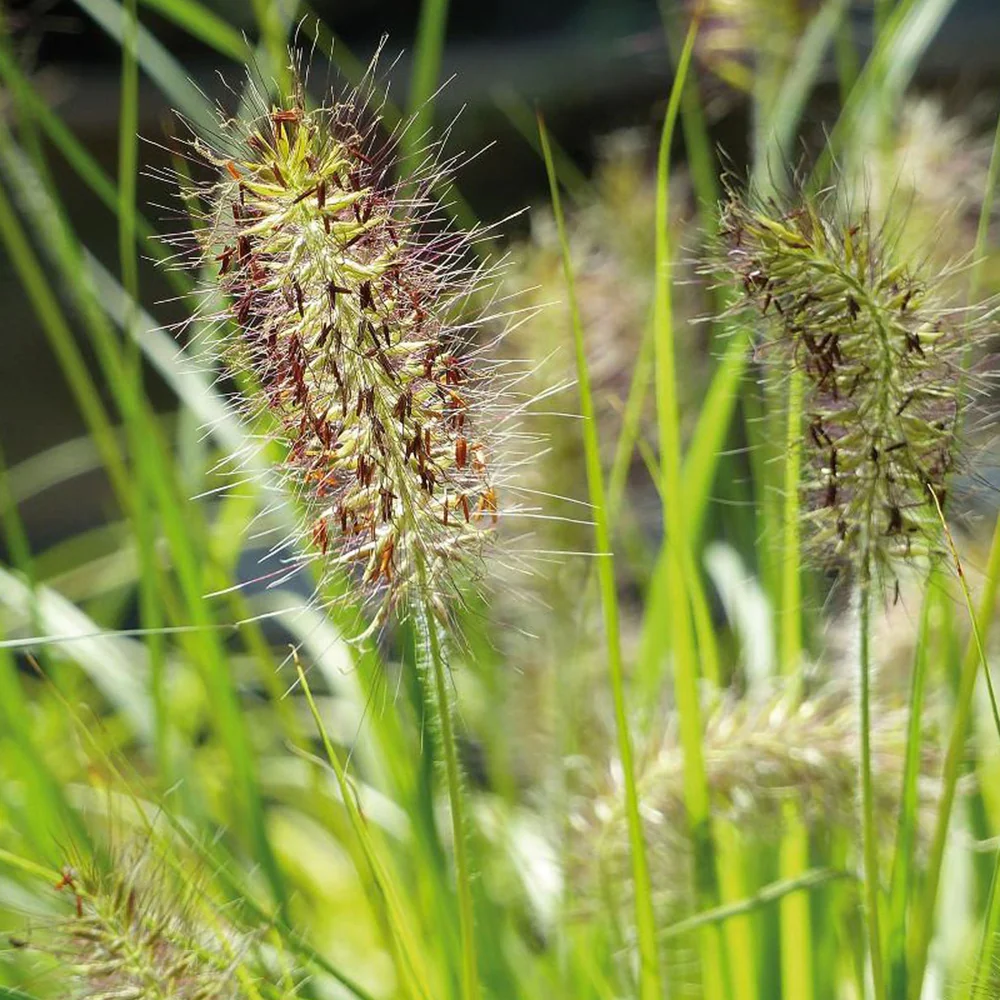 Lampenpoetsersgras 'Hameln Gold'