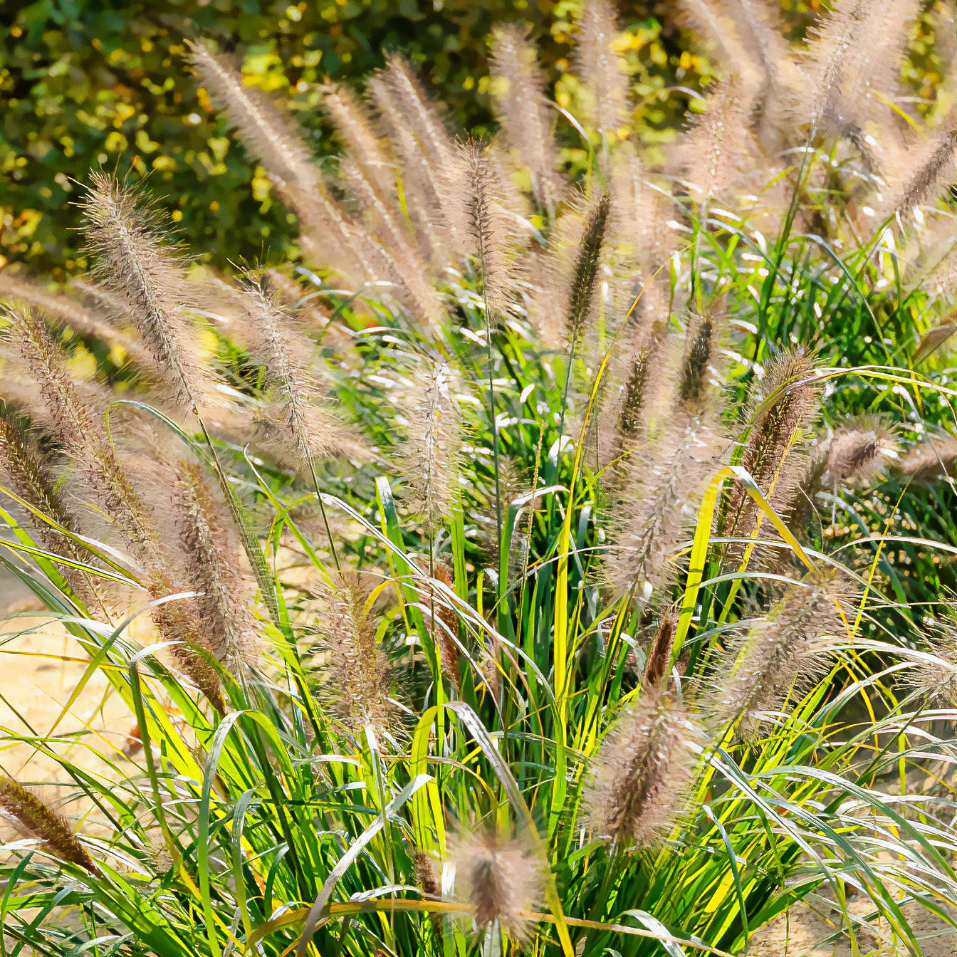 Lampenpoetsersgras 'Moudry'