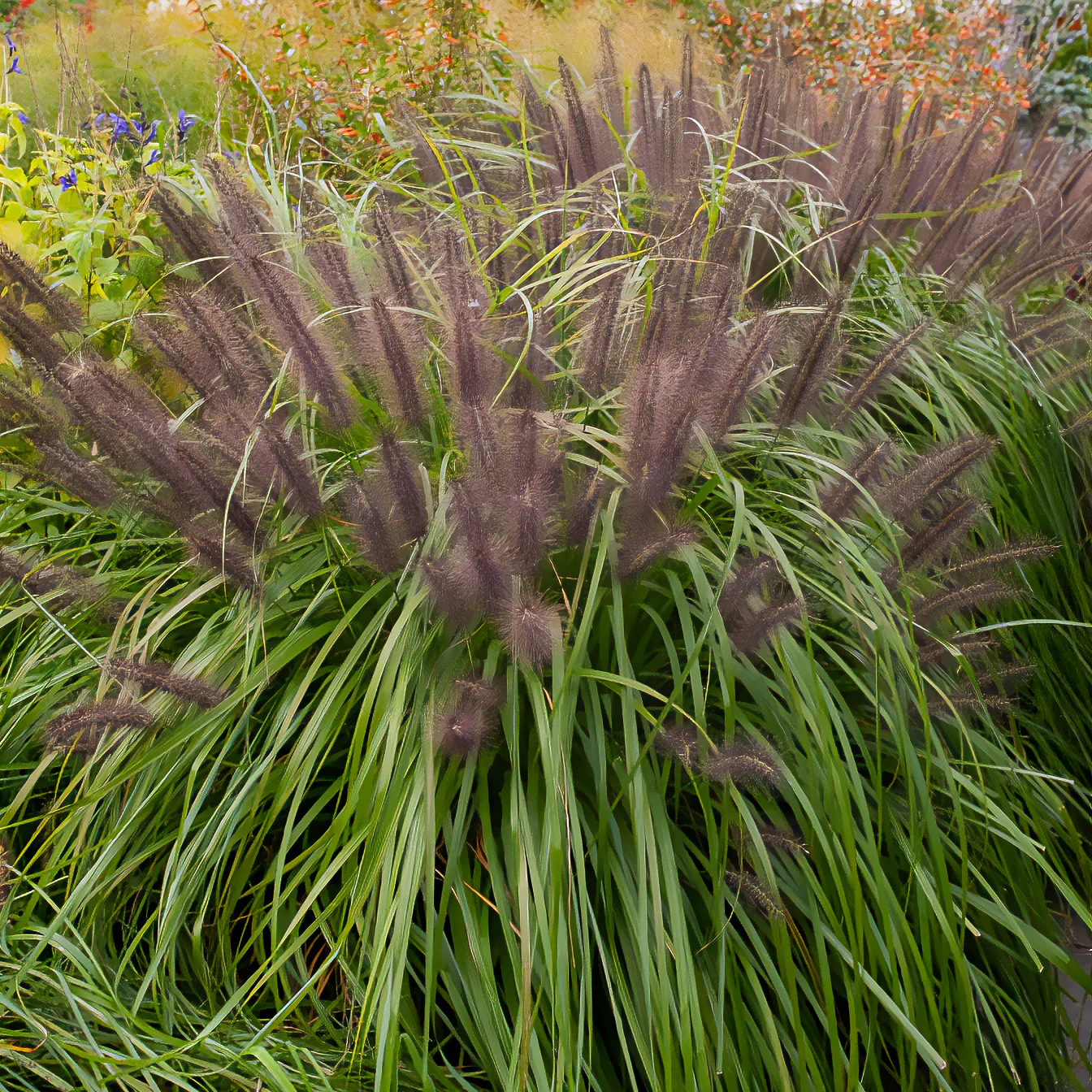 Lampenpoetsersgras 'Moudry' - Image 3
