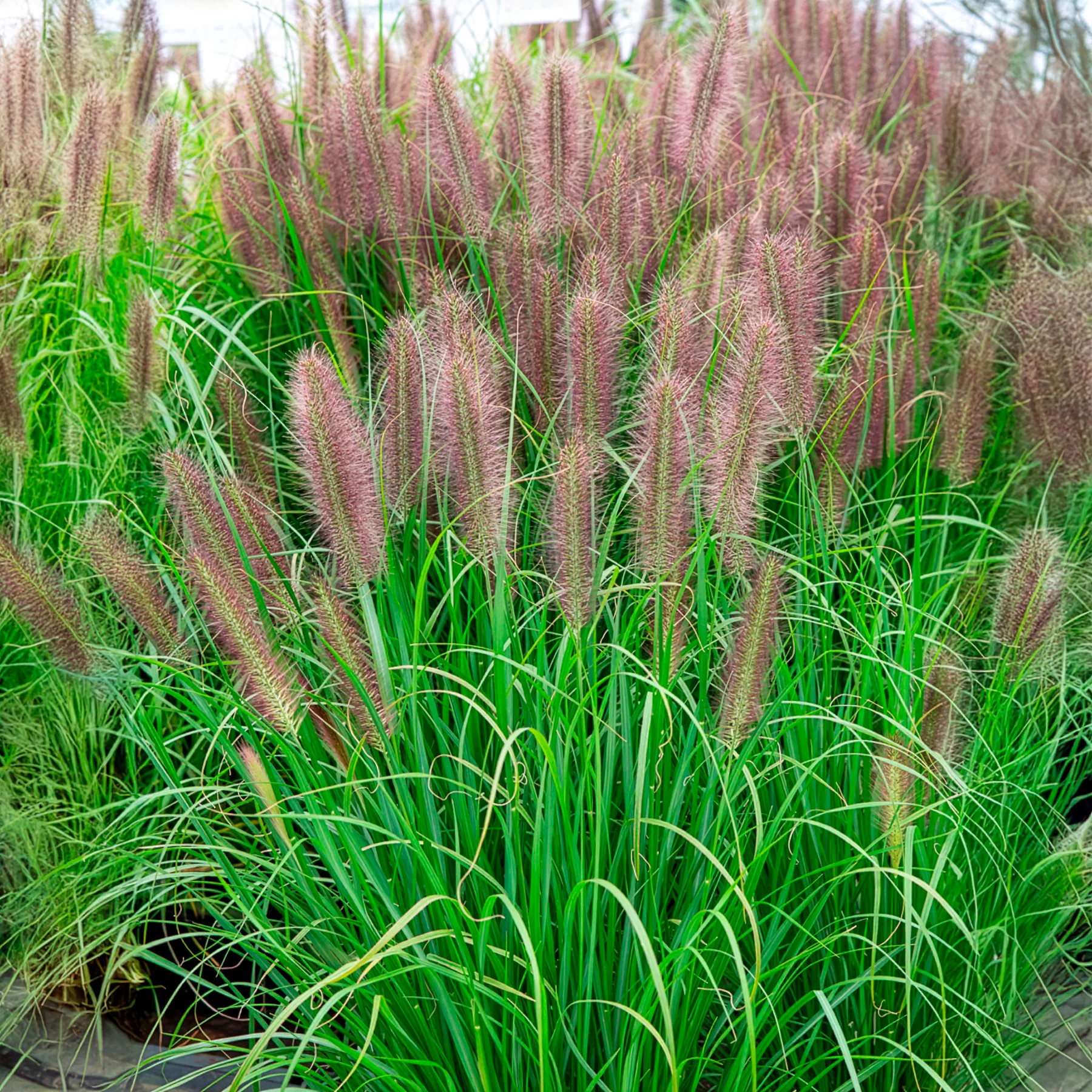Lampenpoetsersgras 'Red Head'