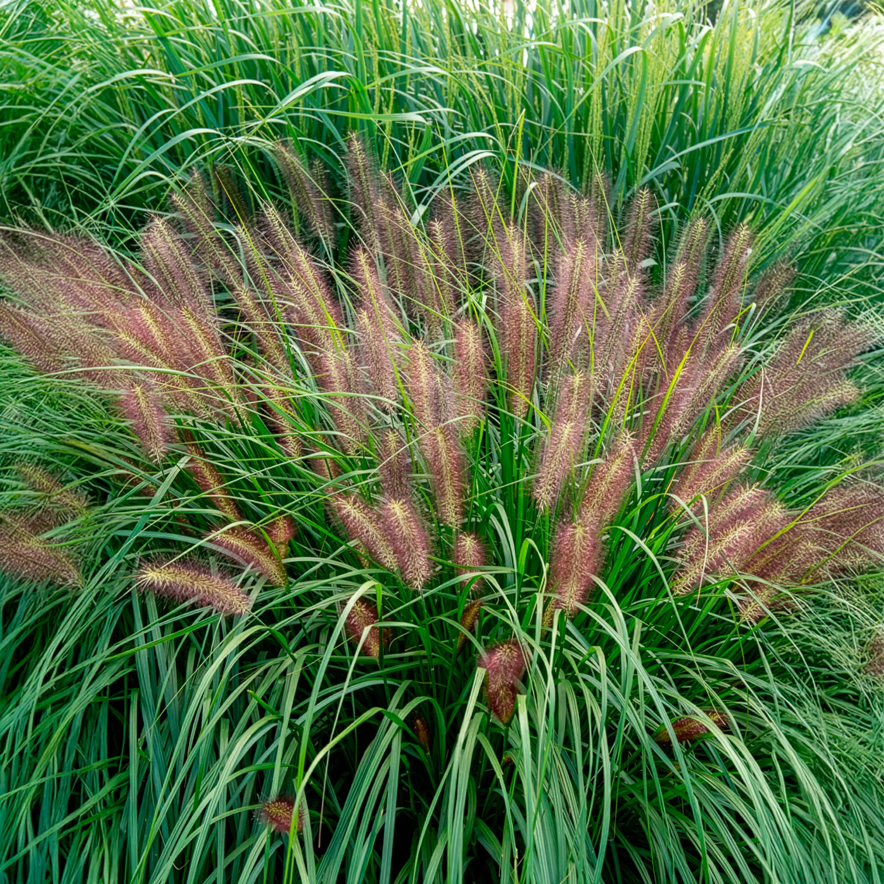 Lampenpoetsersgras 'Red Head' - Image 4