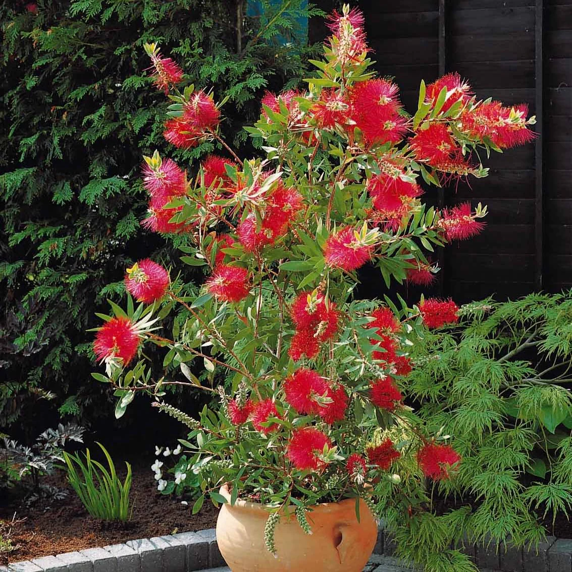 Lampepoetserplant - Image 3