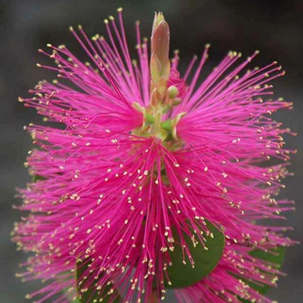 Lampepoetserplant 'Hot Pink' - Image 2