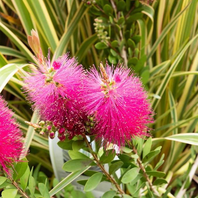 Lampepoetserplant 'Hot Pink' - Image 3