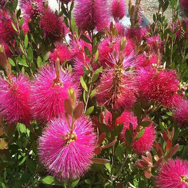 Lampepoetserplant 'Hot Pink' - Image 4