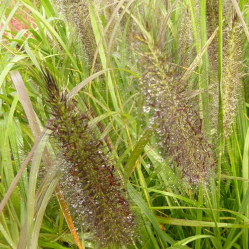 LampepoetsersgrasBlack Beauty - Image 2