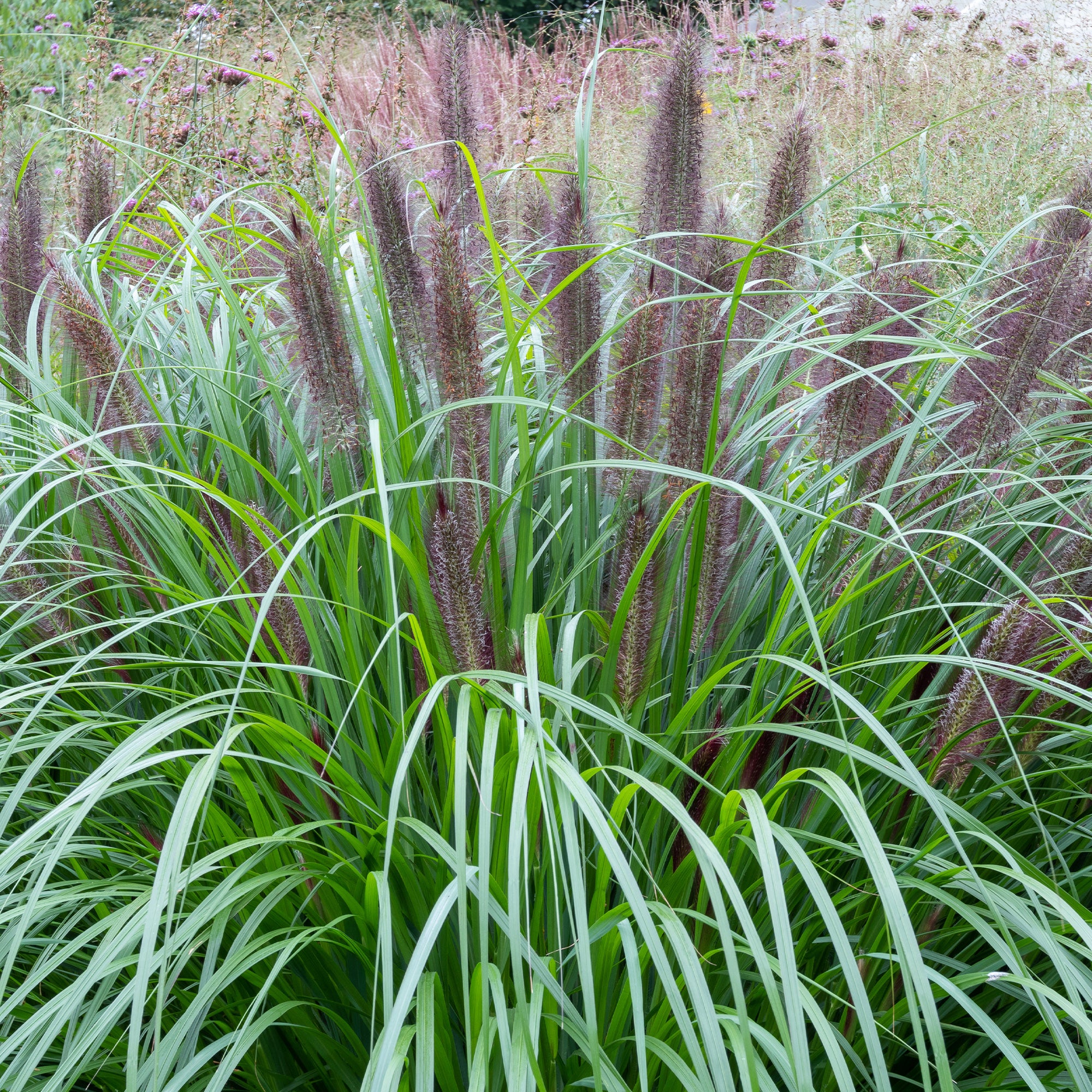 LampepoetsersgrasBlack Beauty - Image 4