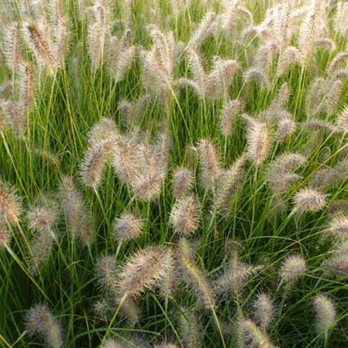 LampepoetsersgrasGoldStrich