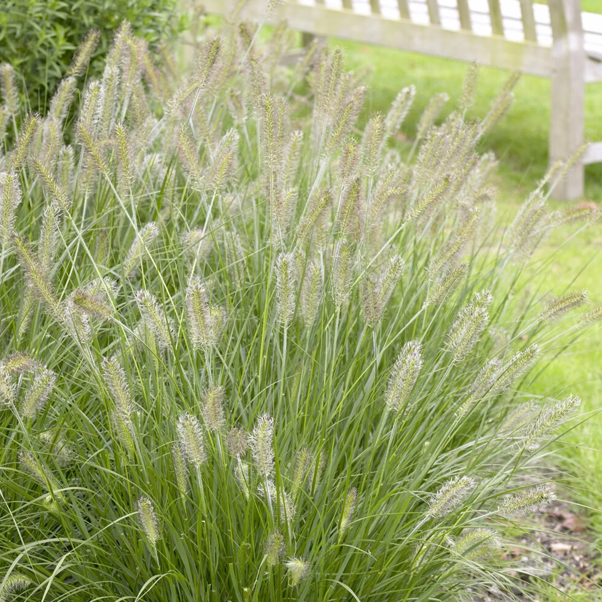 Lampenpoetsersgras 'Herbstzauber' - Image 3