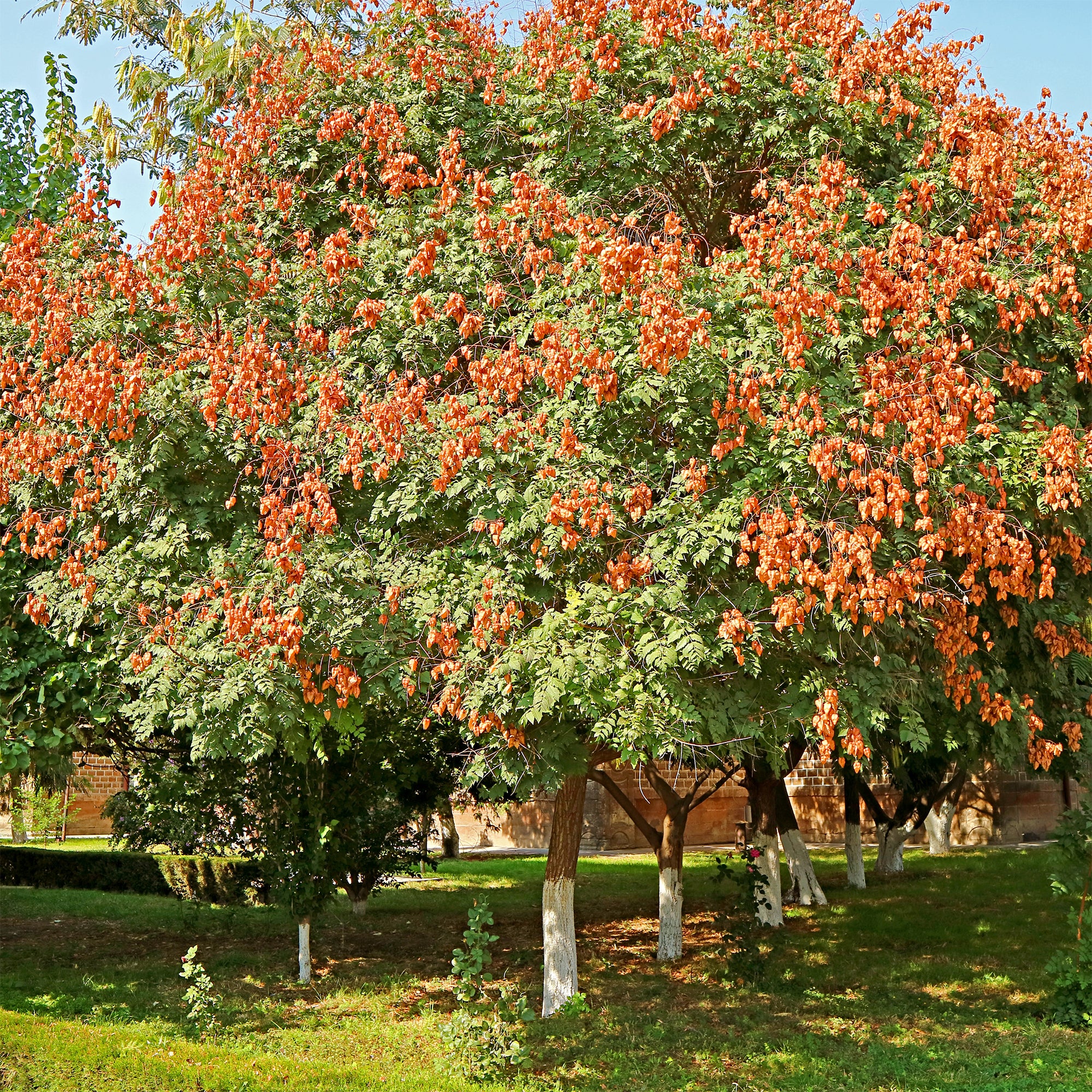 Lampionboom - Image 4