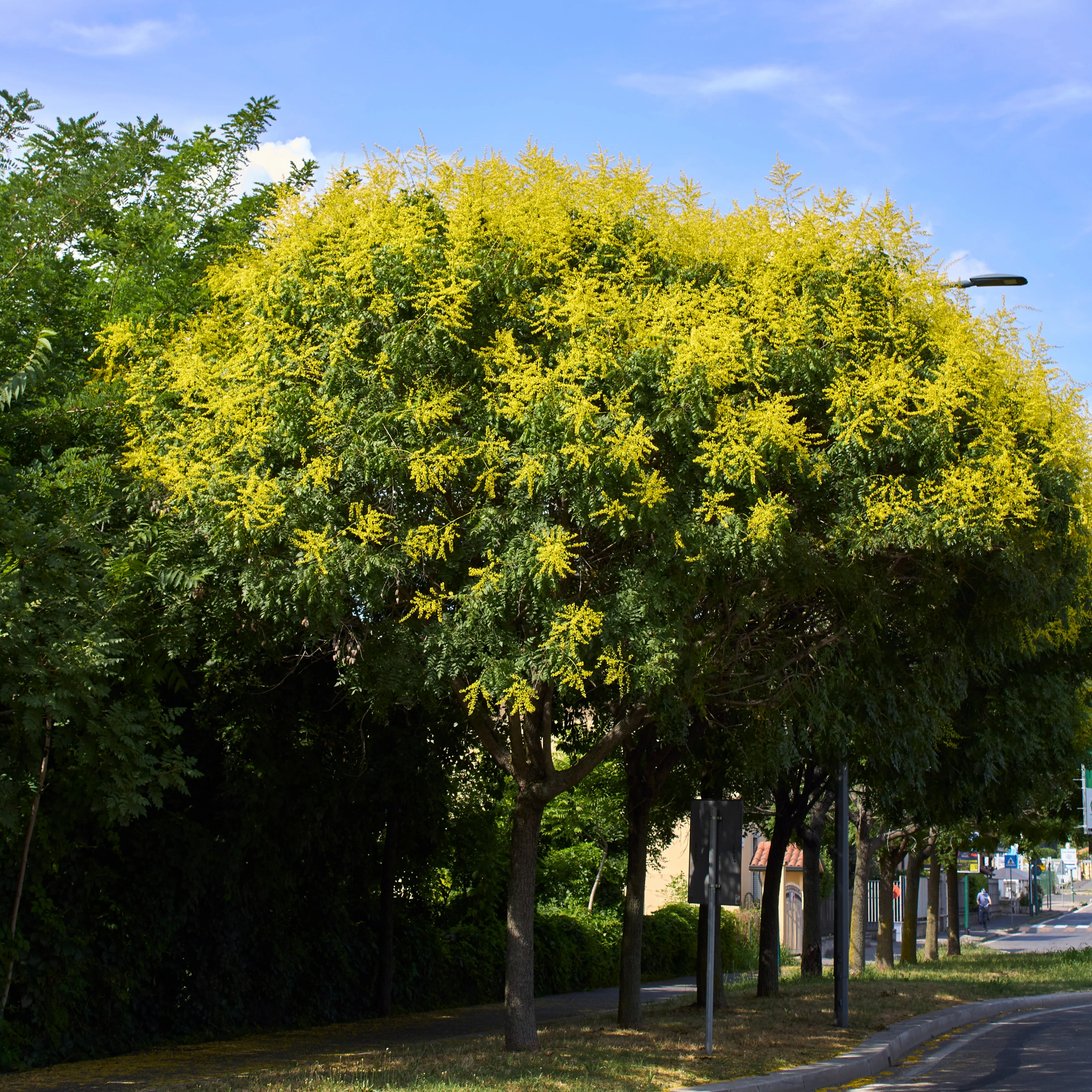 Lampionboom - Image 5
