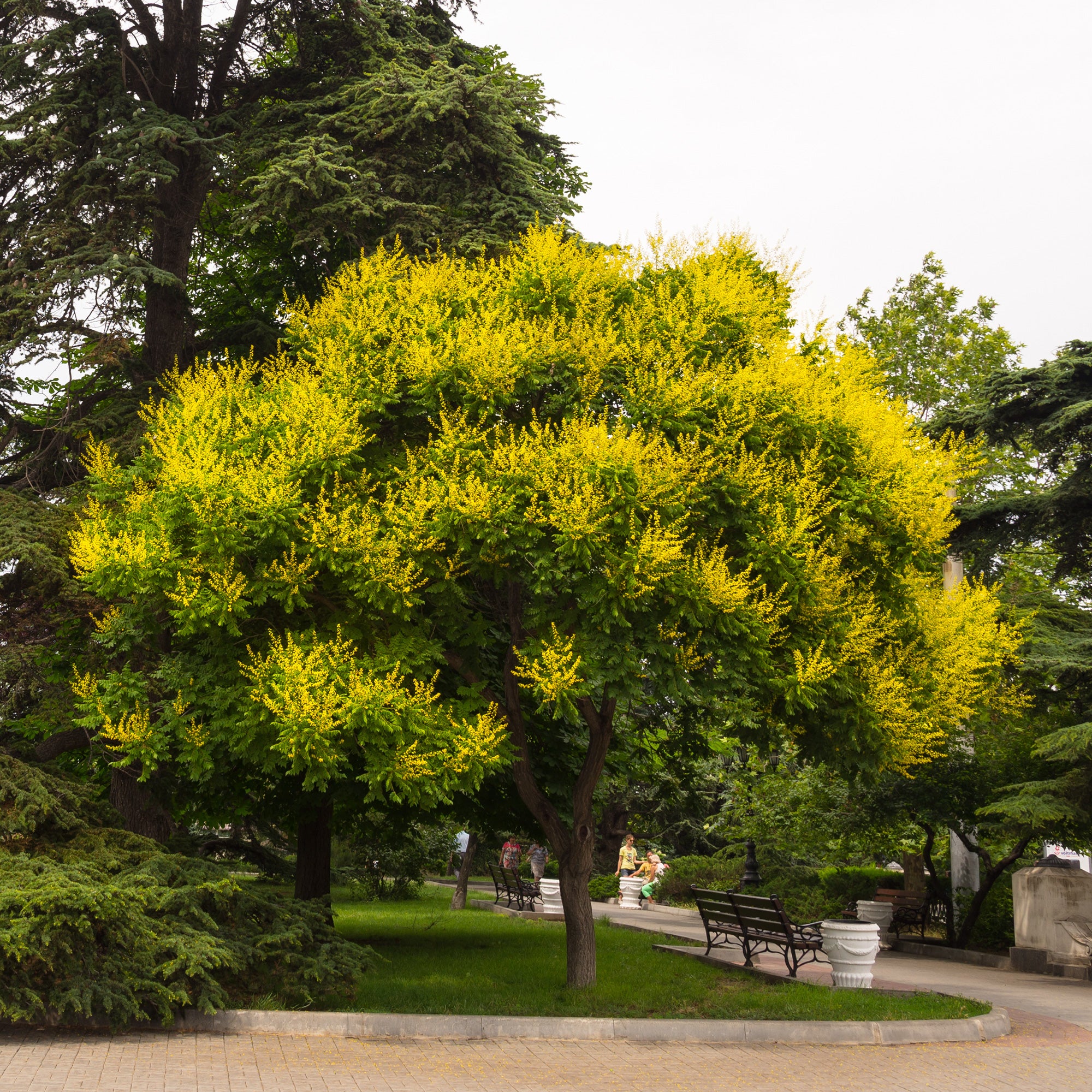 Lampionboom - Image 7
