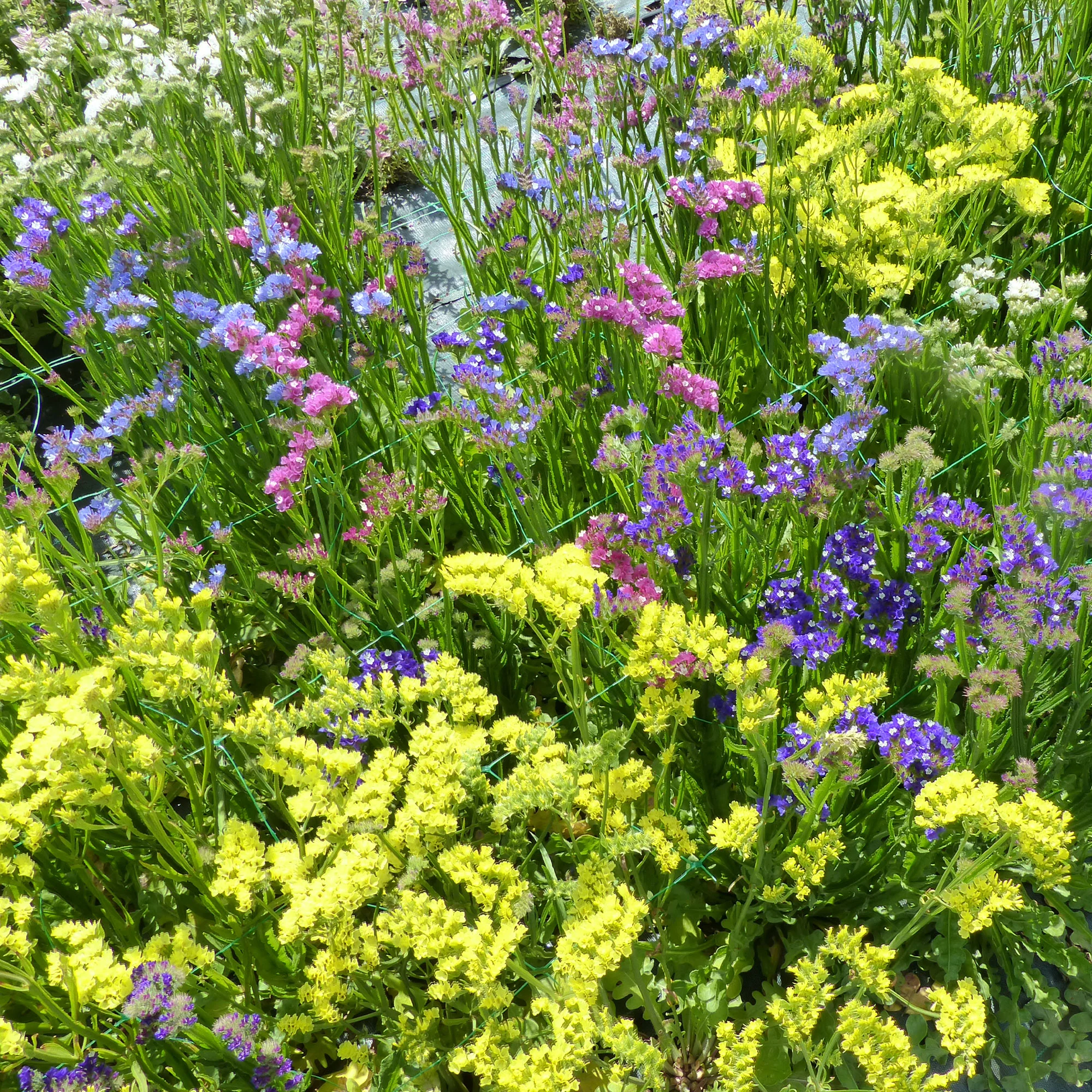 Lamsoor Mix - Image 2