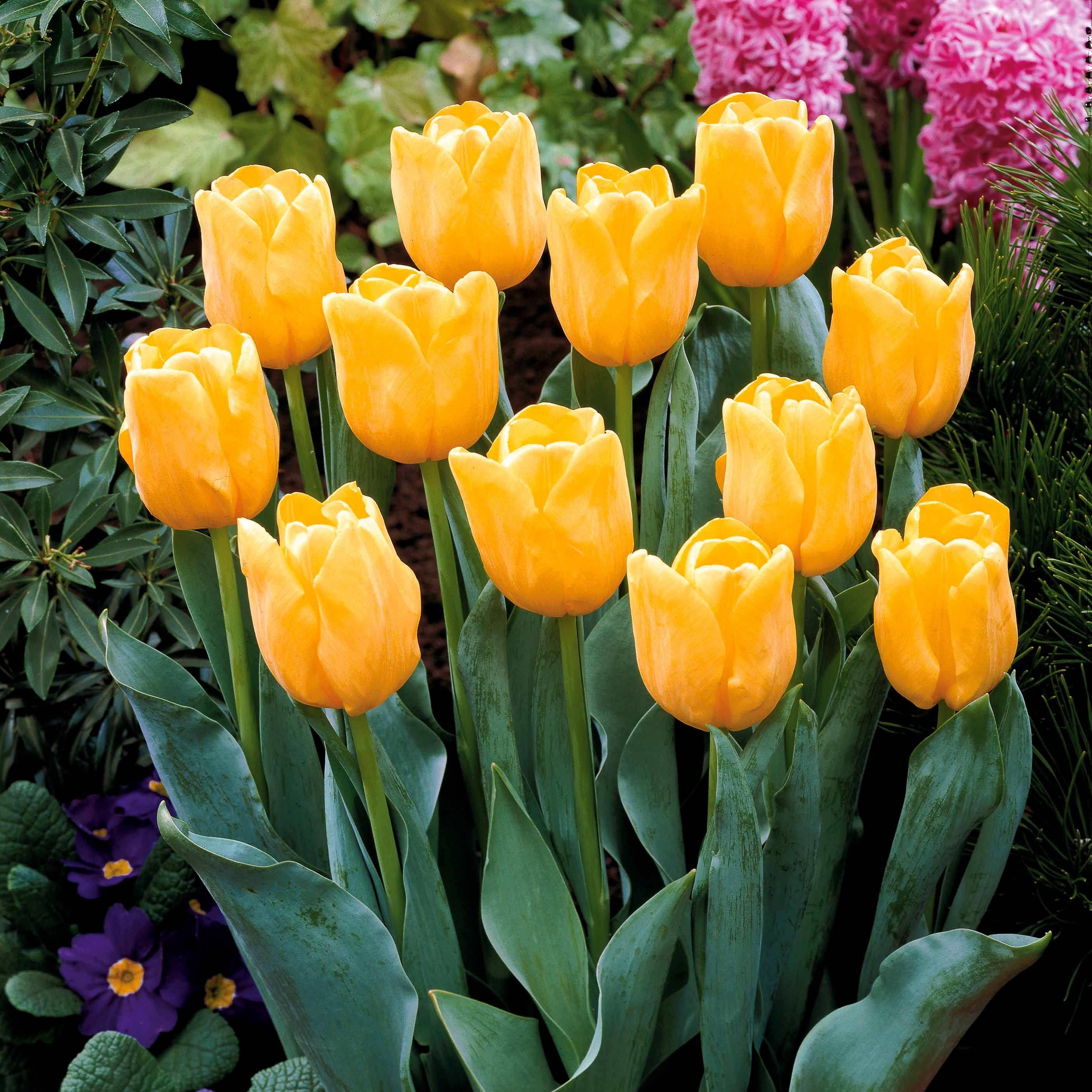 Langstelige tulp geel (x5)