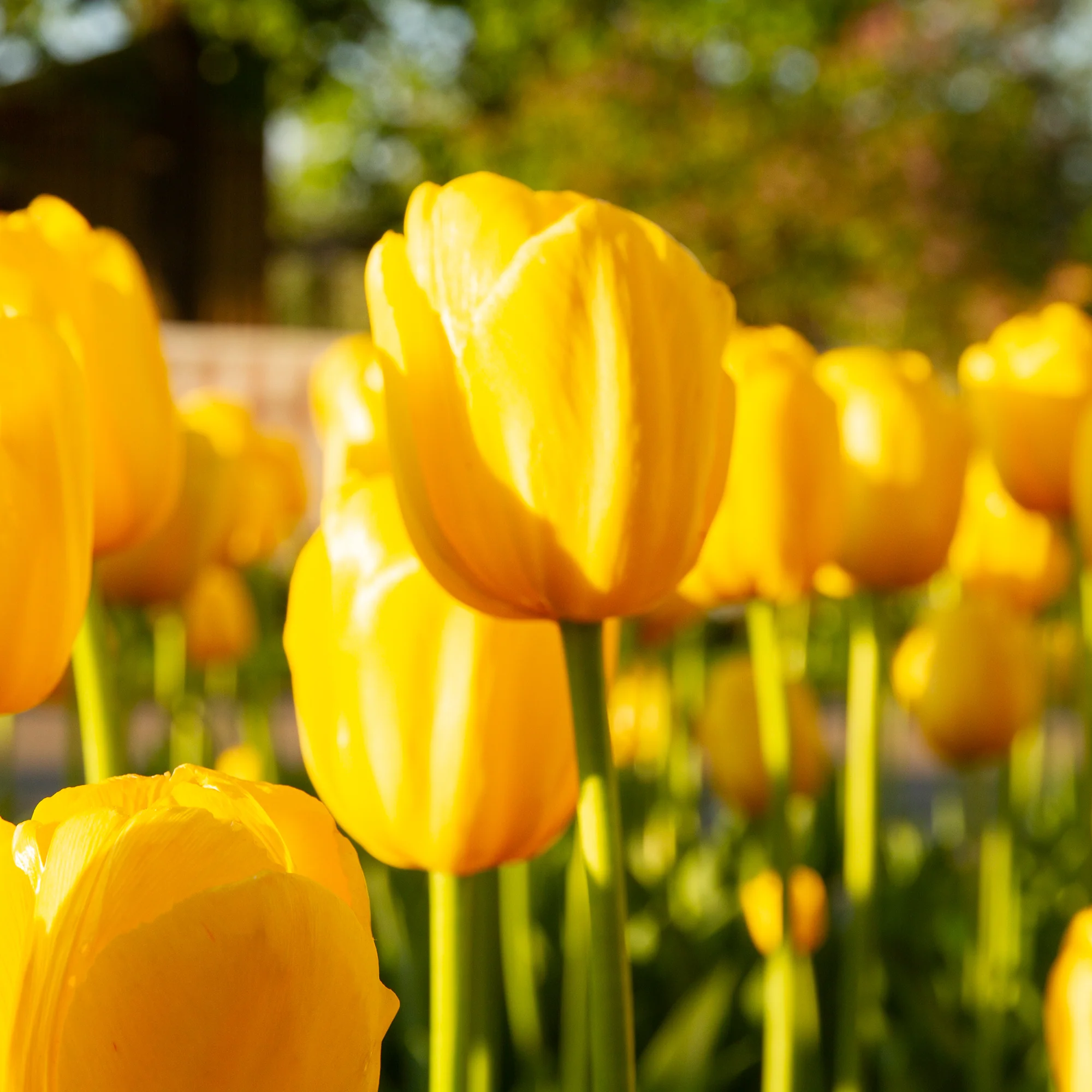 Langstelige tulp geel (x5) - Image 2