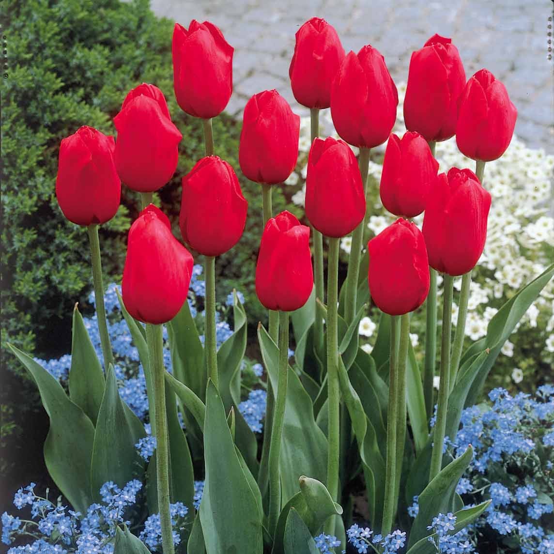 Langstelige tulp rood (x5)