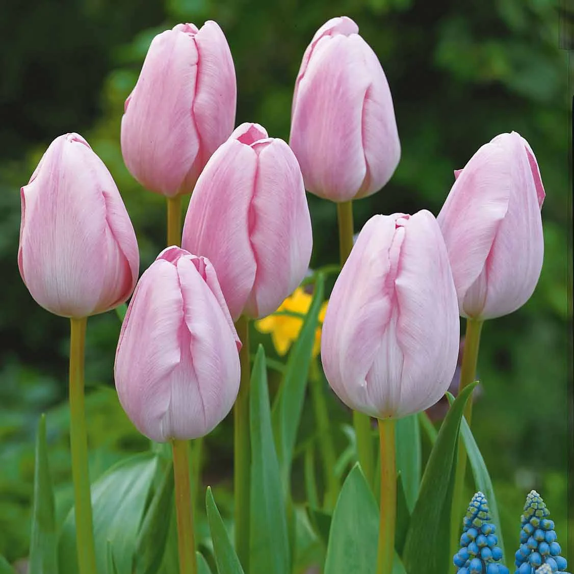 Langstelige tulp roze (x5)