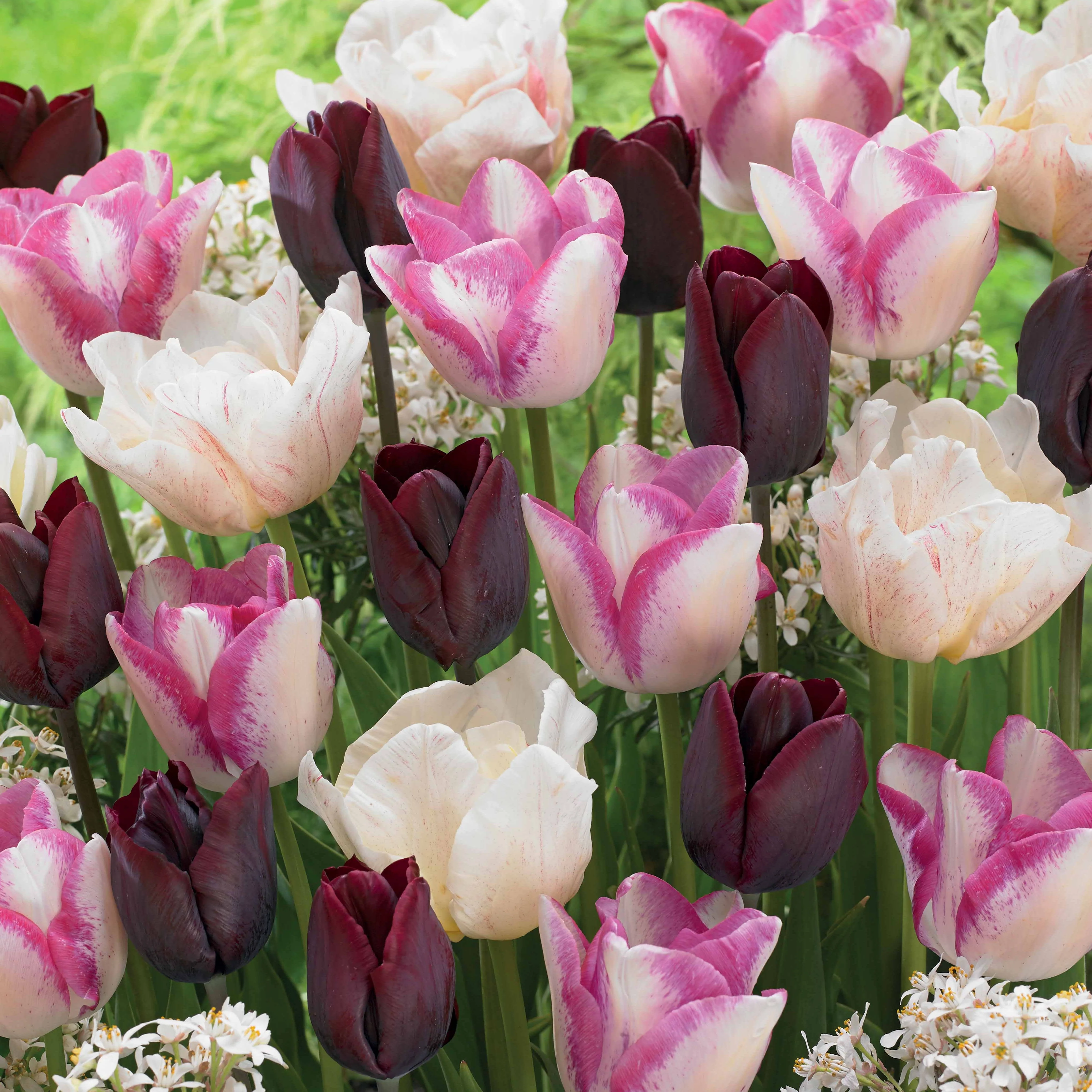 Langstelige tulpen Mix 'Slik Road' + 'Del Piero'+ 'Ronaldo' (x15)