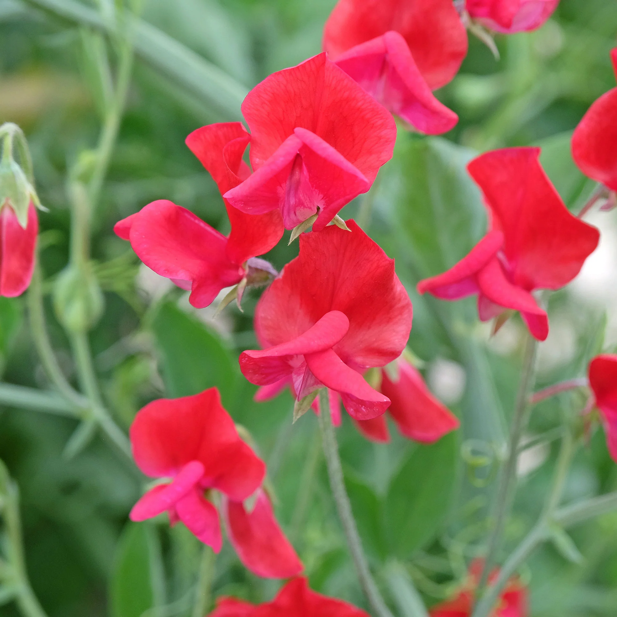 Lathyrus Reukerwt King Edward the th