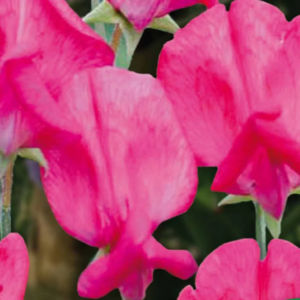 Lathyrus Reukerwt King Edward the th - Image 2