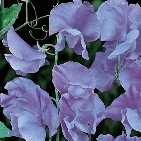 Lathyrus Reukerwt Lord Nelson