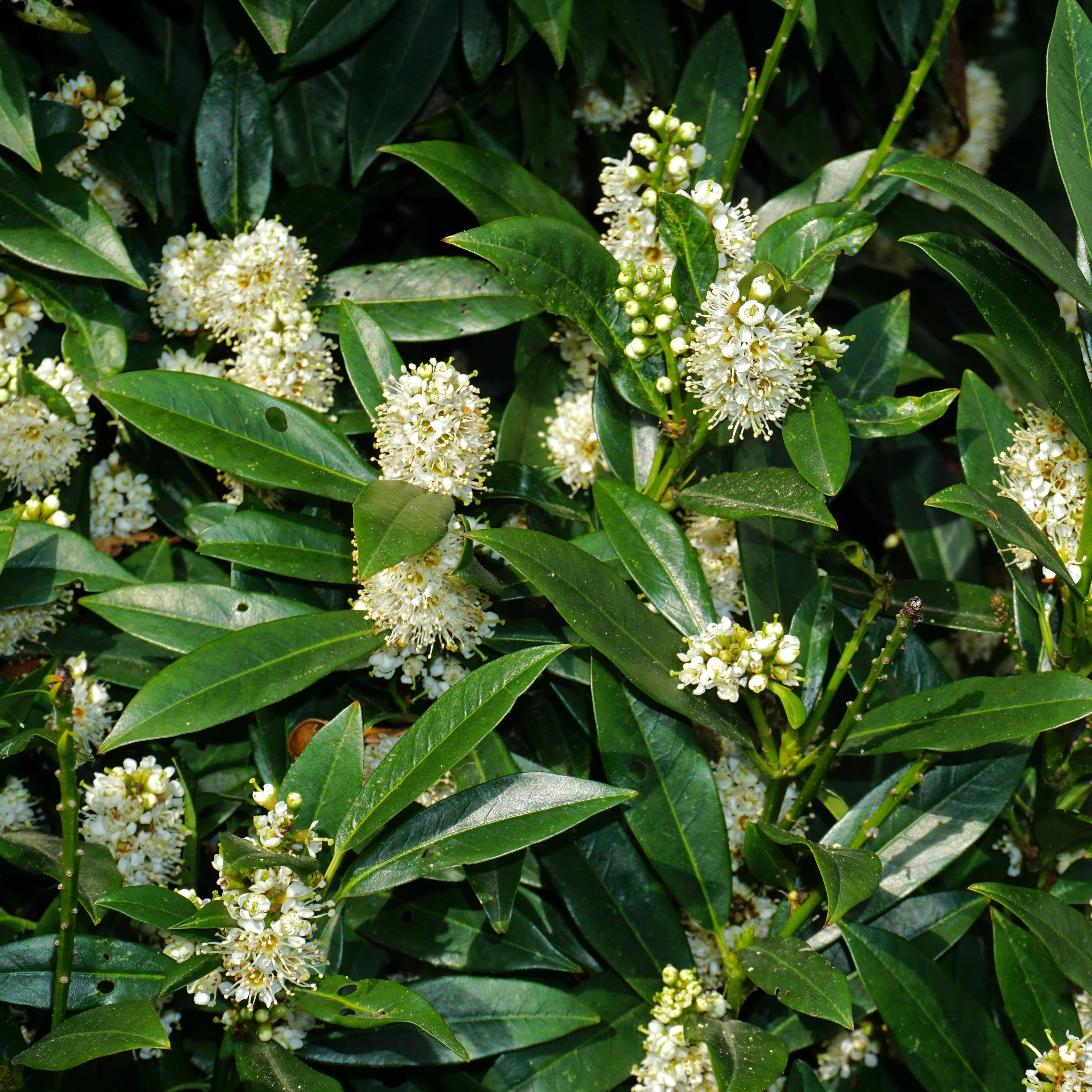 Miniatuur 1