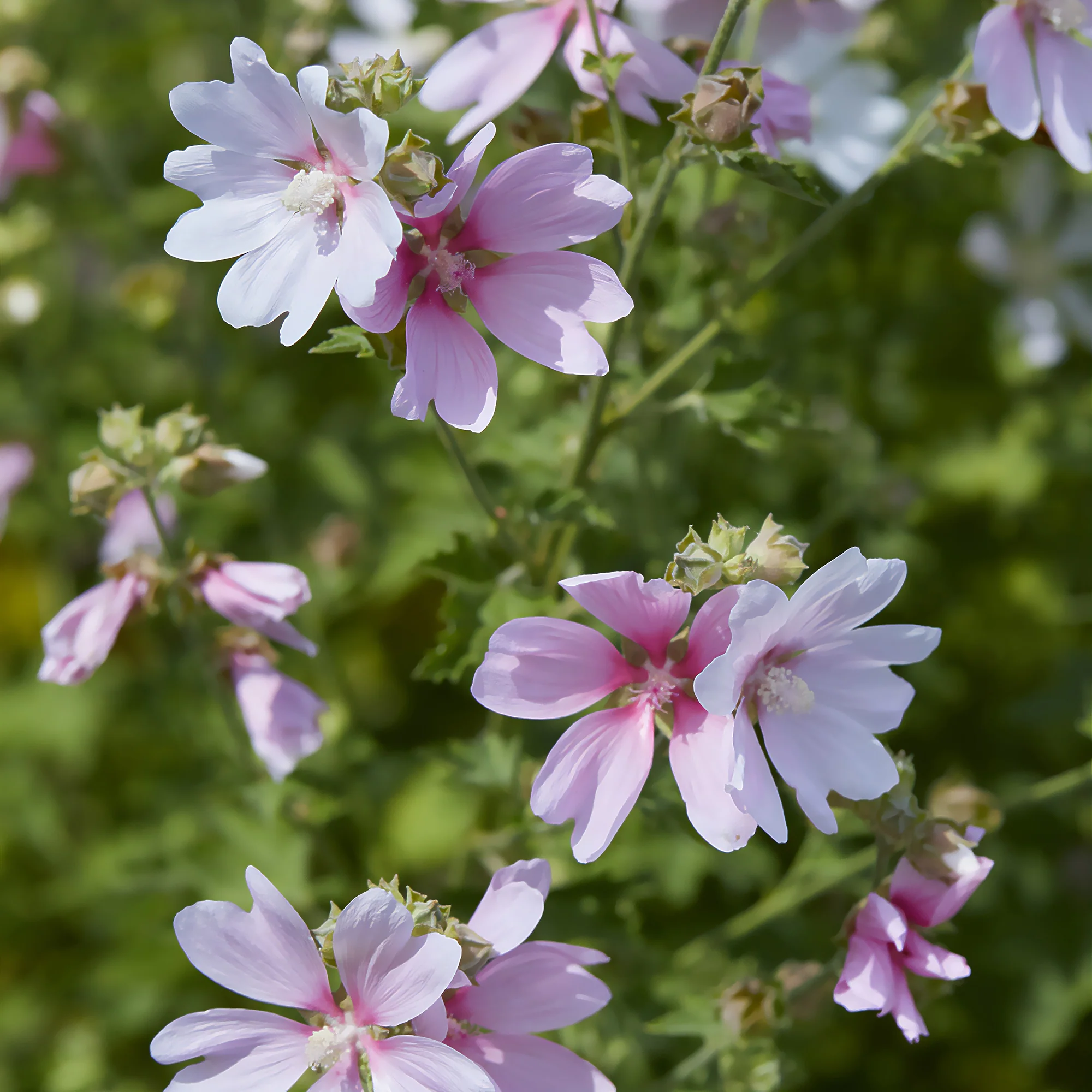 Lavatera Barnsley Baby - Image 2
