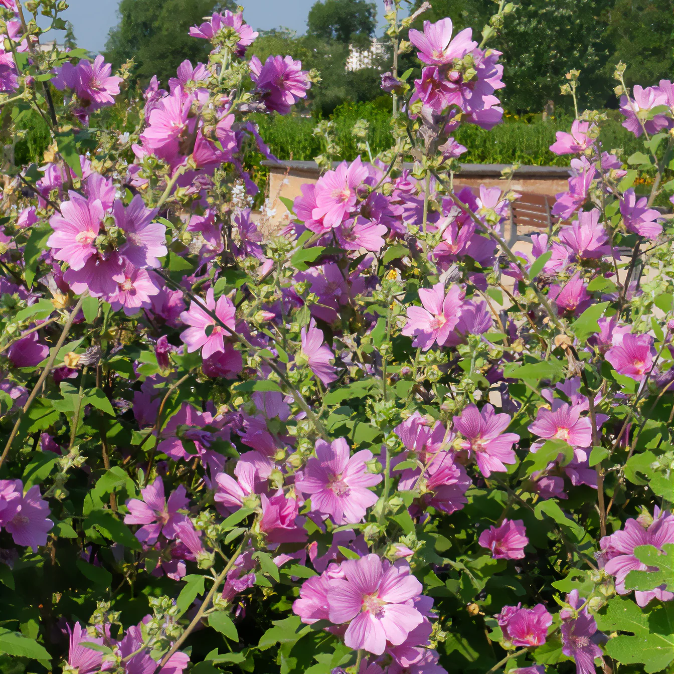 Lavatera Bredon Springs - Image 2
