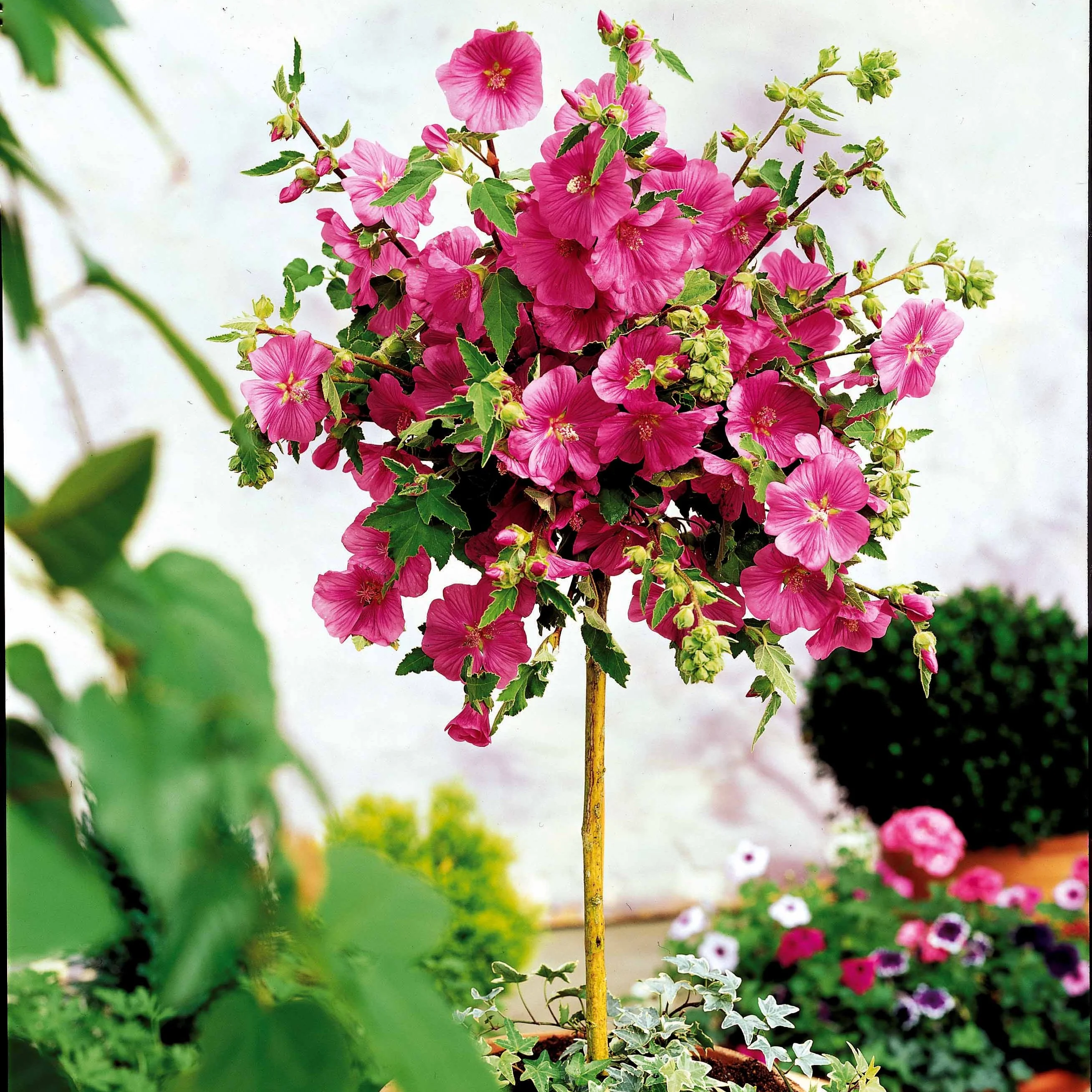 Lavatera 'Burgundy Wine' - op stam - Image 2