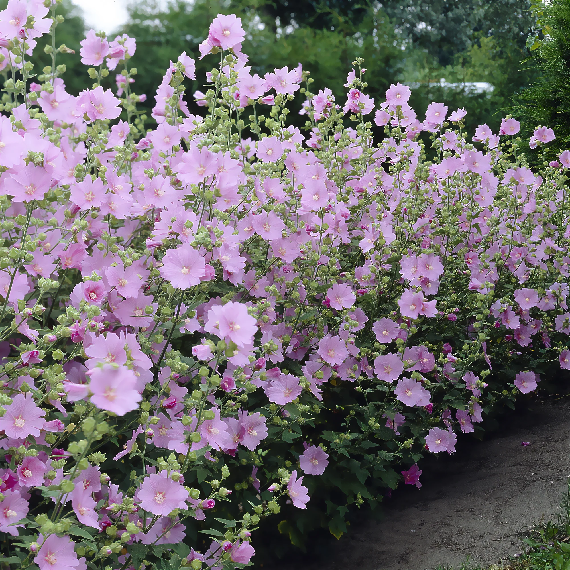 Lavatera Candy Floss