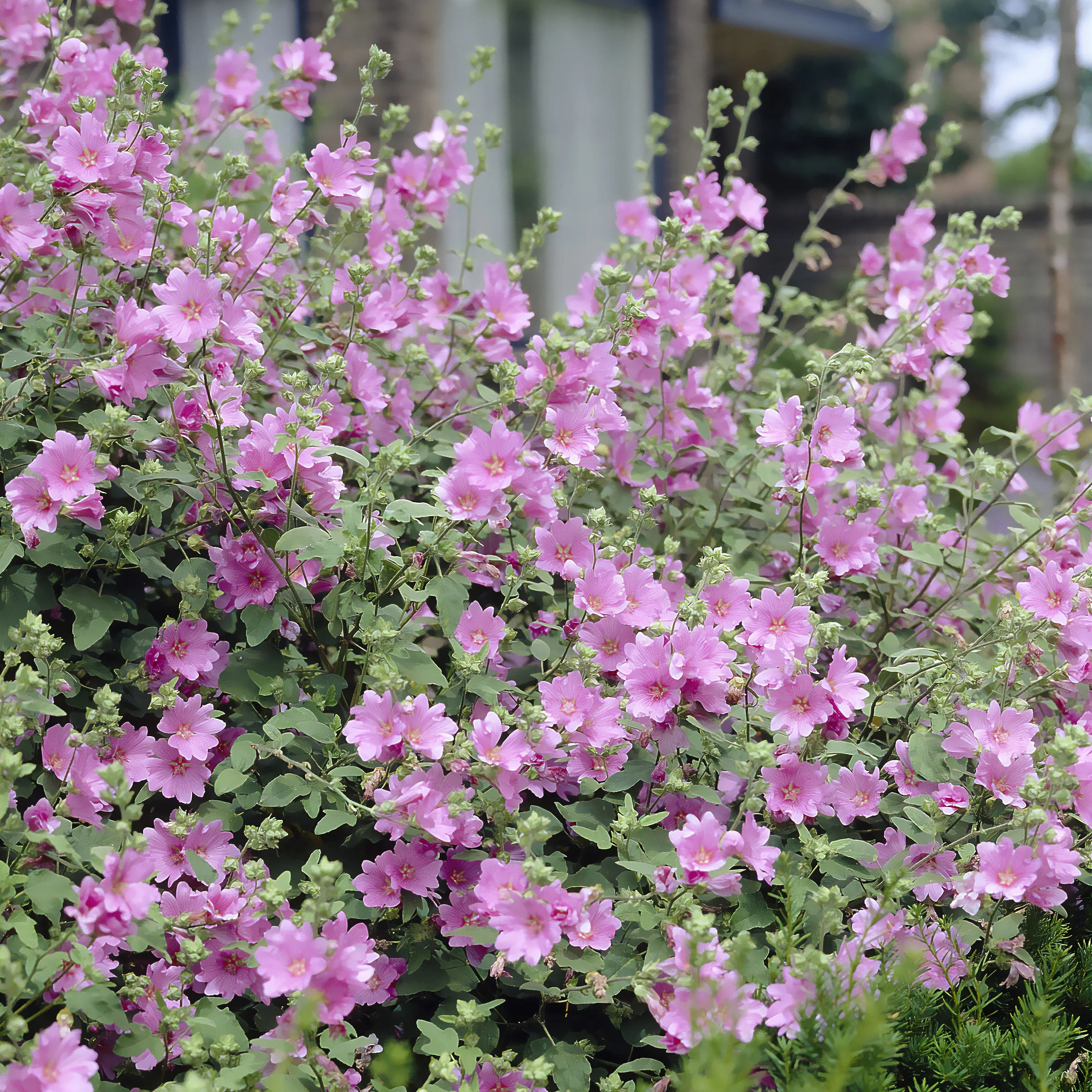 Lavatera Candy Floss - Image 2