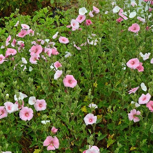 Lavatera 'Song Bird'