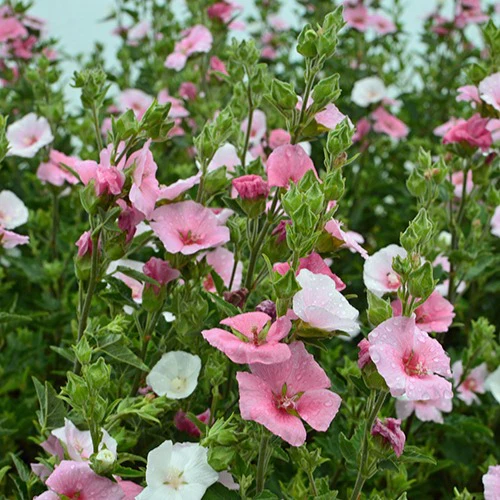 Lavatera 'Song Bird' - Image 2